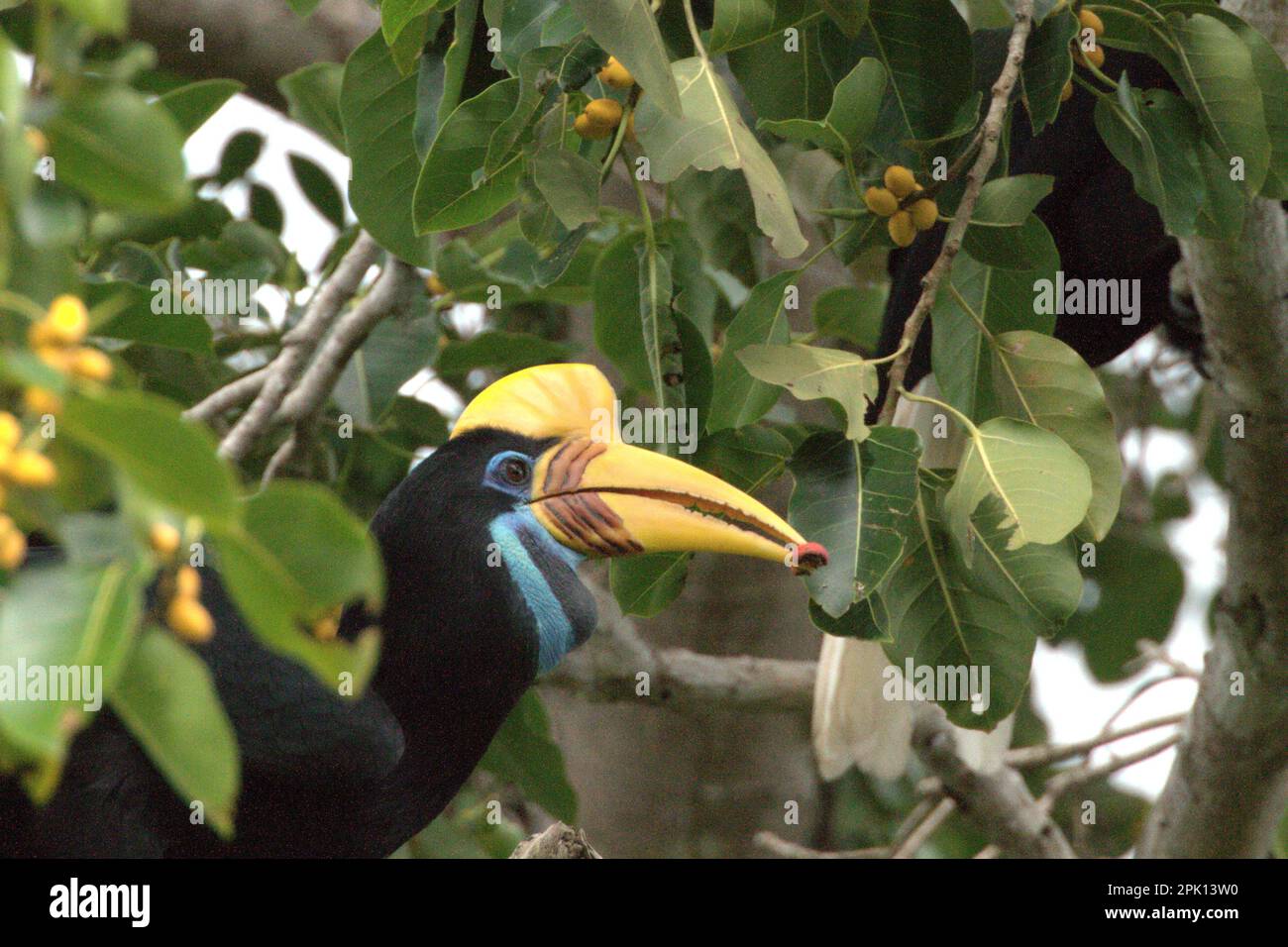 Un individuo femminile di Sulawesi knobbed hornbill (Rhyticeros cassidix) sta nutrendo i fichi di frutta nella Riserva Naturale di Tangkoko, Sulawesi del Nord, Indonesia. La protezione della fauna selvatica in tutto il mondo potrebbe migliorare in modo significativo la cattura e lo stoccaggio del carbonio naturale sovraricando i pozzi di carbonio dell'ecosistema, secondo Oswald J. Schmitz, professore di ecologia della popolazione e della comunità presso la Yale School of the Environment, come pubblicato il Phys.Org il 28 marzo 2023. "Le specie animali, durante tutta la loro interazione con l'ambiente, sono il legame mancante tra biodiversità e clima", afferma Schmitz. Foto Stock