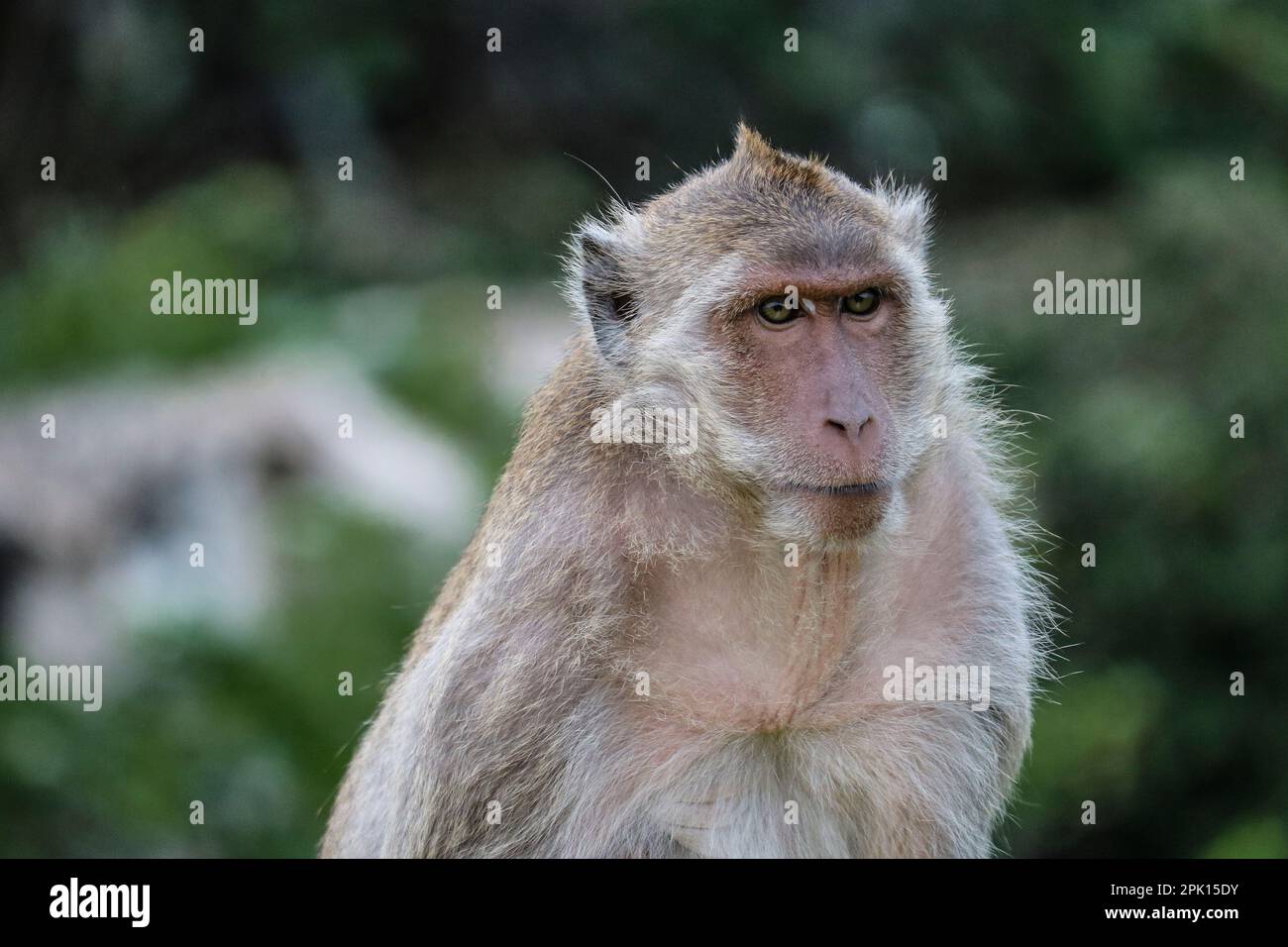 Il volto di un macaco adulto. Scimmie nel selvaggio. Foto Stock