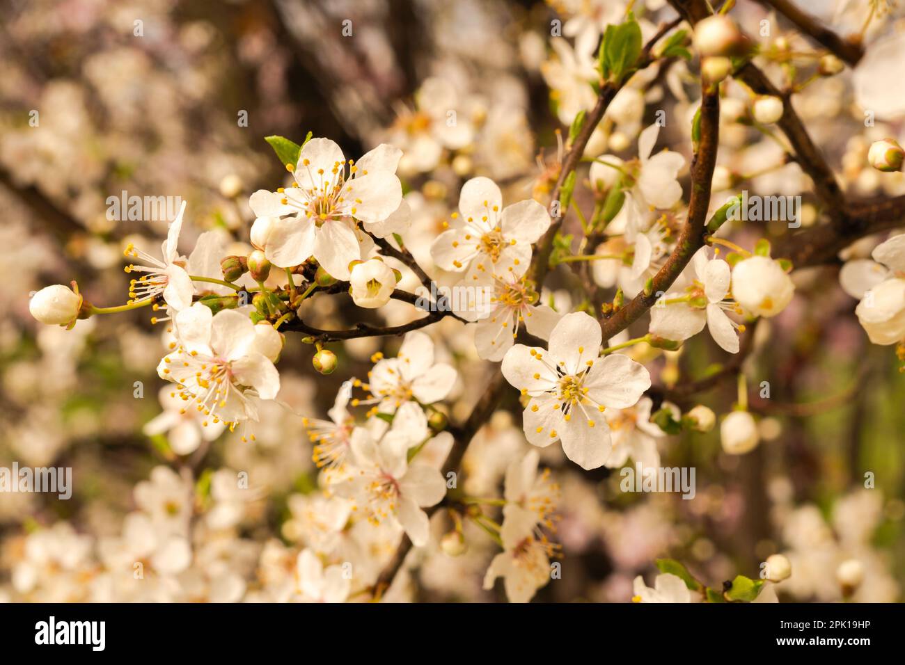 Primo piano rametto in prugna di ciliegia in fiore nella sfocatura Foto Stock
