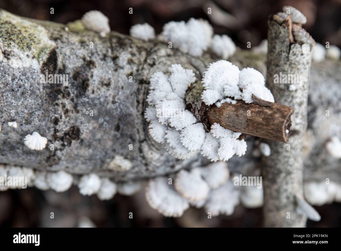 Funghi bianchi originali su un tronco d'albero nella foresta Foto Stock