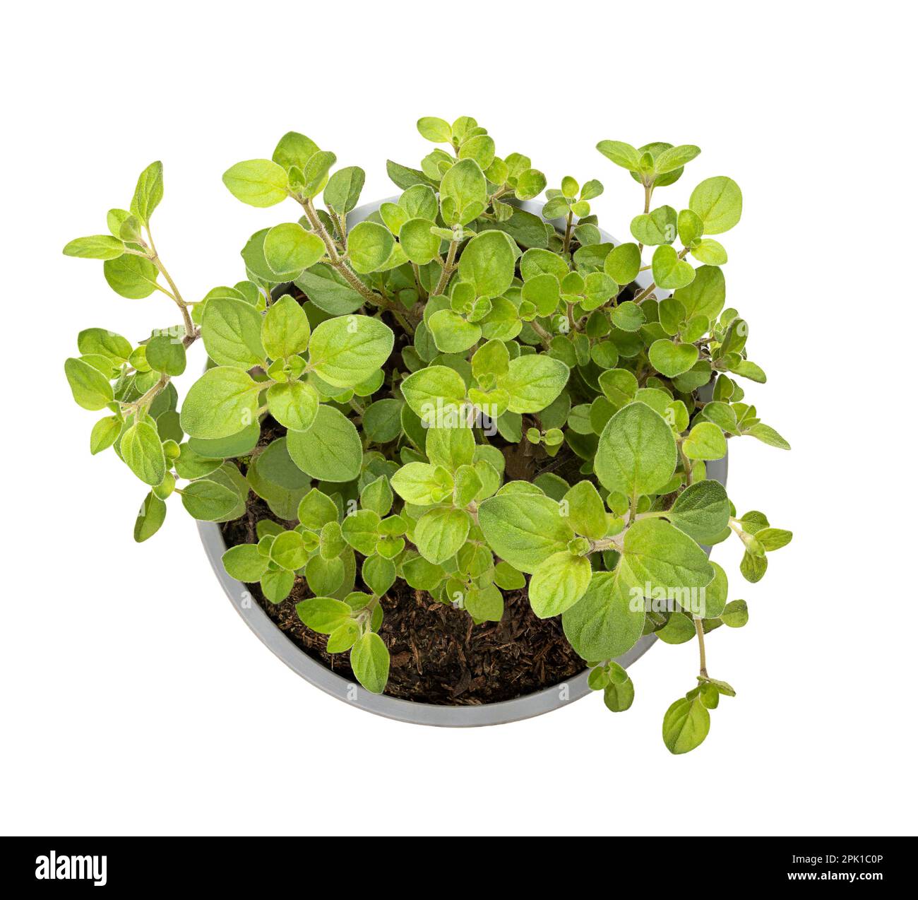 Origano, pianta giovane in una pentola di plastica grigia. Origanum vulgare, un'erba culinaria e l'erba di base della cucina italiana, usata per il sapore delle sue foglie. Foto Stock