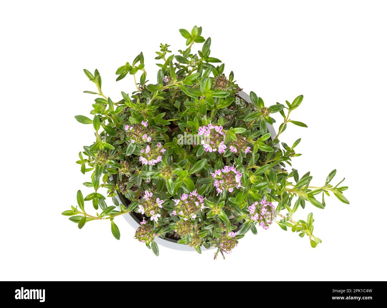 Inverno gustoso, giovane pianta in una pentola di plastica grigia. Satureja montana, conosciuta anche come salato di montagna, con fiori di lavanda pallidi. Usato come erba culinaria. Foto Stock