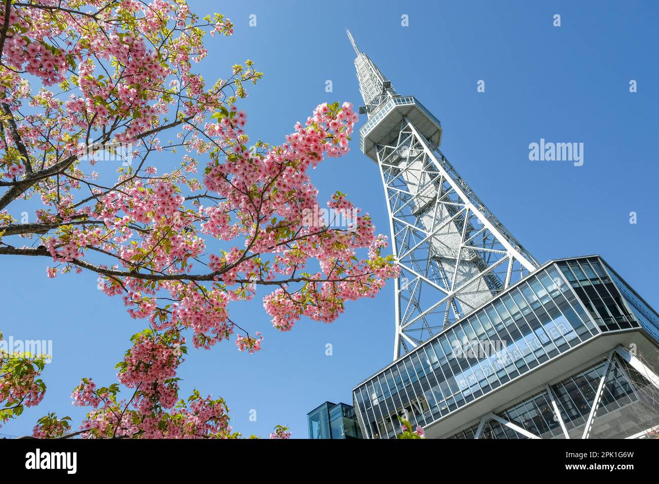 Nagoya, Giappone - 14 marzo 2023: Fiori di ciliegio accanto alla Chubu Electric Power Mirai Tower è una torre televisiva a Nagoya, Giappone. Foto Stock