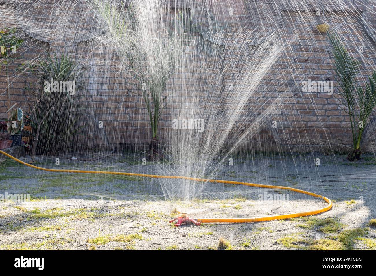 Spruzzatore d'acqua spruzzando l'acqua nell'aria per innaffiare il prato. Messa a fuoco selettiva. Foto Stock