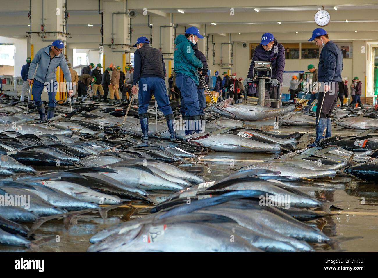 Nachikatsuura, Giappone - 19 marzo 2023: Uomini che trasportano i tonni al mercato di Nachikatsuura asta di tonno sulla penisola di Kii, Giappone. Foto Stock