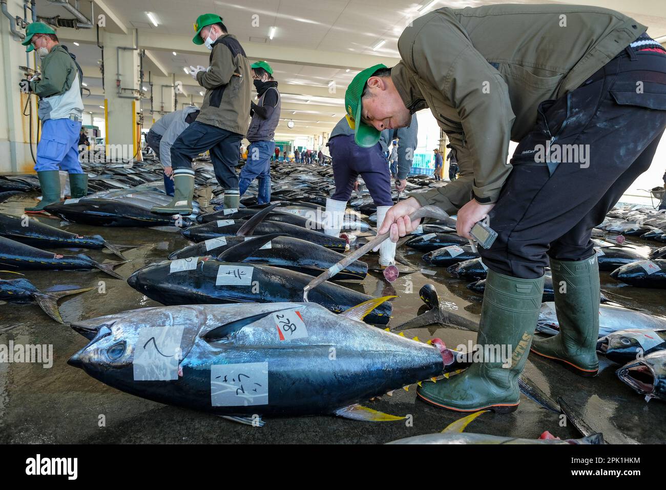 Nachikatsuura, Giappone - 19 marzo 2023: Acquirenti che ispezionano il tonno all'asta del mercato del tonno a Nachikatsuura, nella penisola di Kii, Giappone. Foto Stock