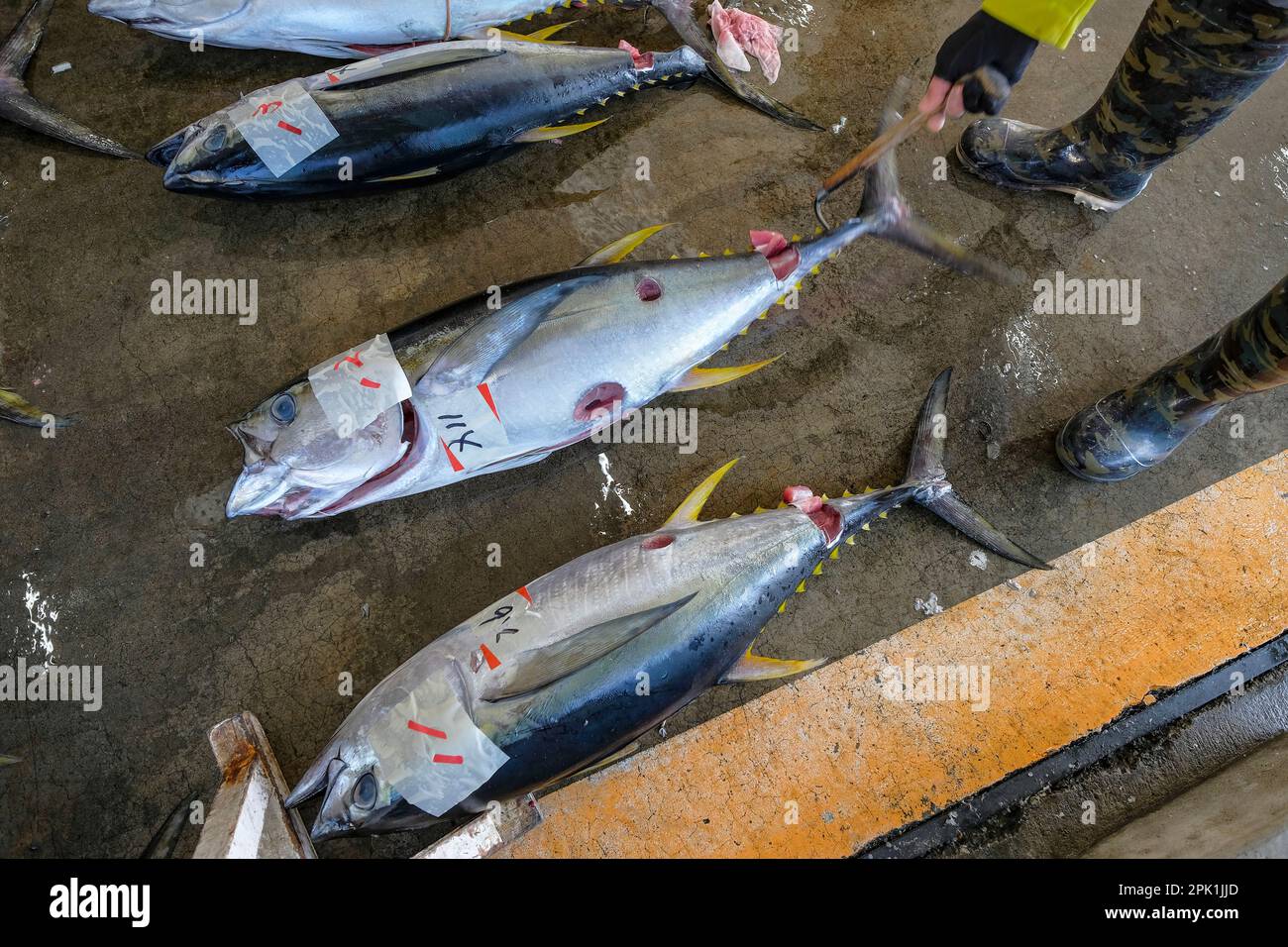 Nachikatsuura, Giappone - 19 marzo 2023: Tonno all'asta del mercato del tonno a Nachikatsuura, nella penisola di Kii, Giappone. Foto Stock