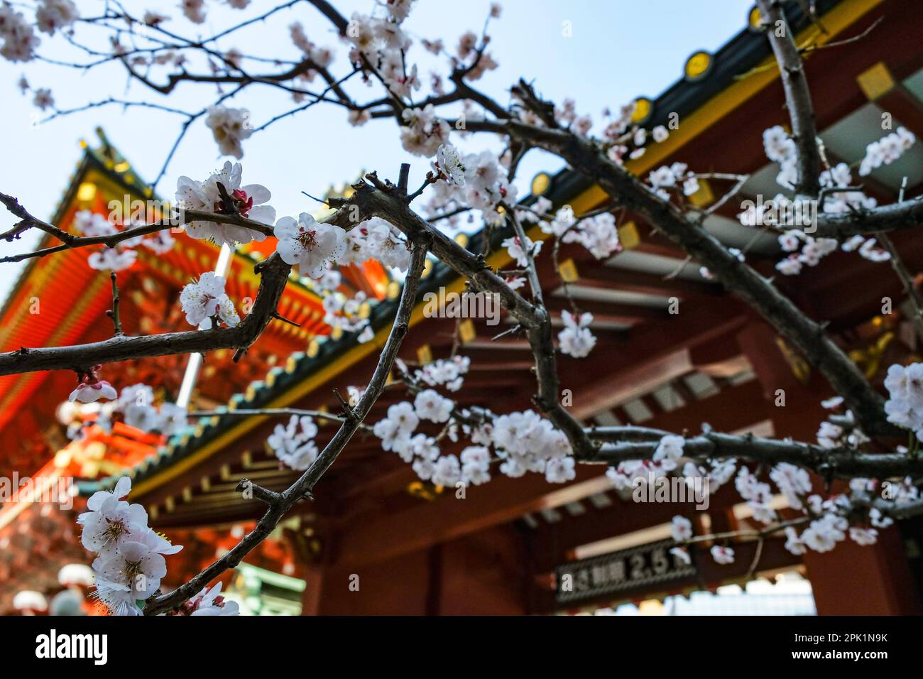 Tokyo, Giappone - 7 marzo 2023: Fioritura dei ciliegi al Santuario di Kanda Myojin a Chiyoda, Tokyo, Giappone. Foto Stock