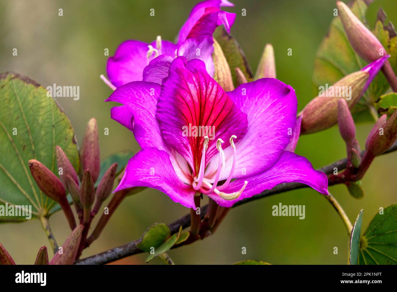 Fioritura Bauhinia Orchid albero. Fiori rosa primo piano. Primavera Foto Stock