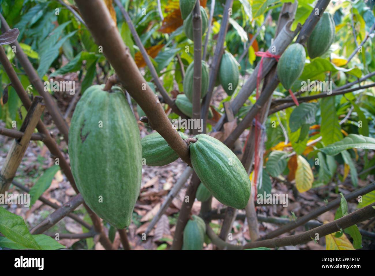 Piante di cacao in natura sfondo. Foto Stock