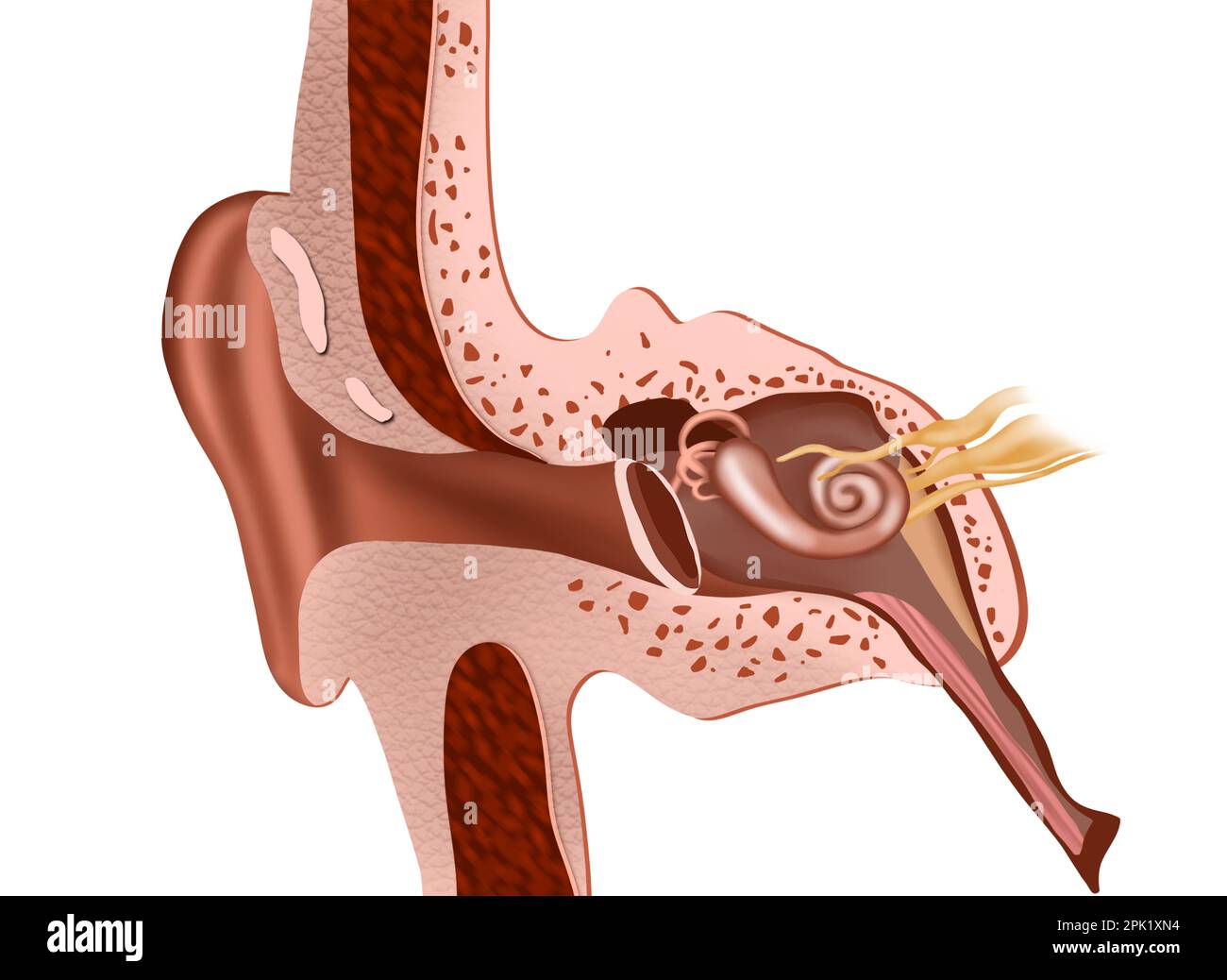 NIEI 1,5 volte modello di anatomia 'orecchio umano che mostra la degli organi delle orecchie centrali ed esterne Forniture didattiche