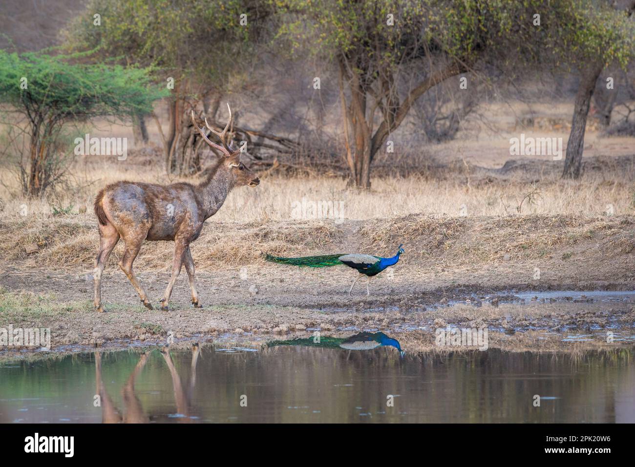 Cervi Samba, animali maschi beve acqua al lago. Parco Nazionale di Ranthambore, Rajasthan, India Foto Stock