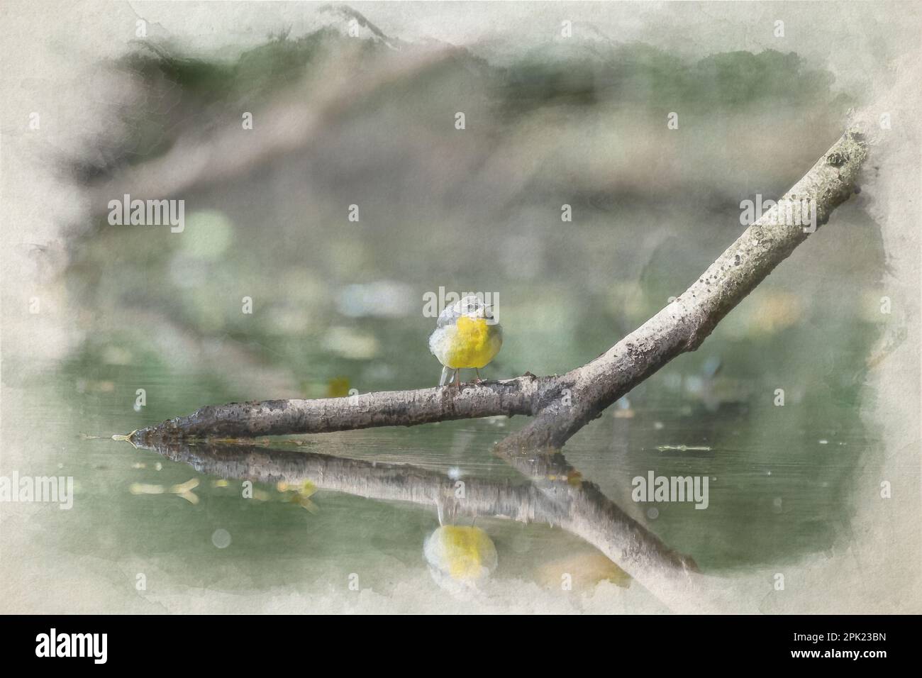 Una pittura digitale di acquerello di un Wagtail grigio, Motacilla cinerea su un ramo d'albero nell'acqua con riflessione nel Regno Unito. Foto Stock