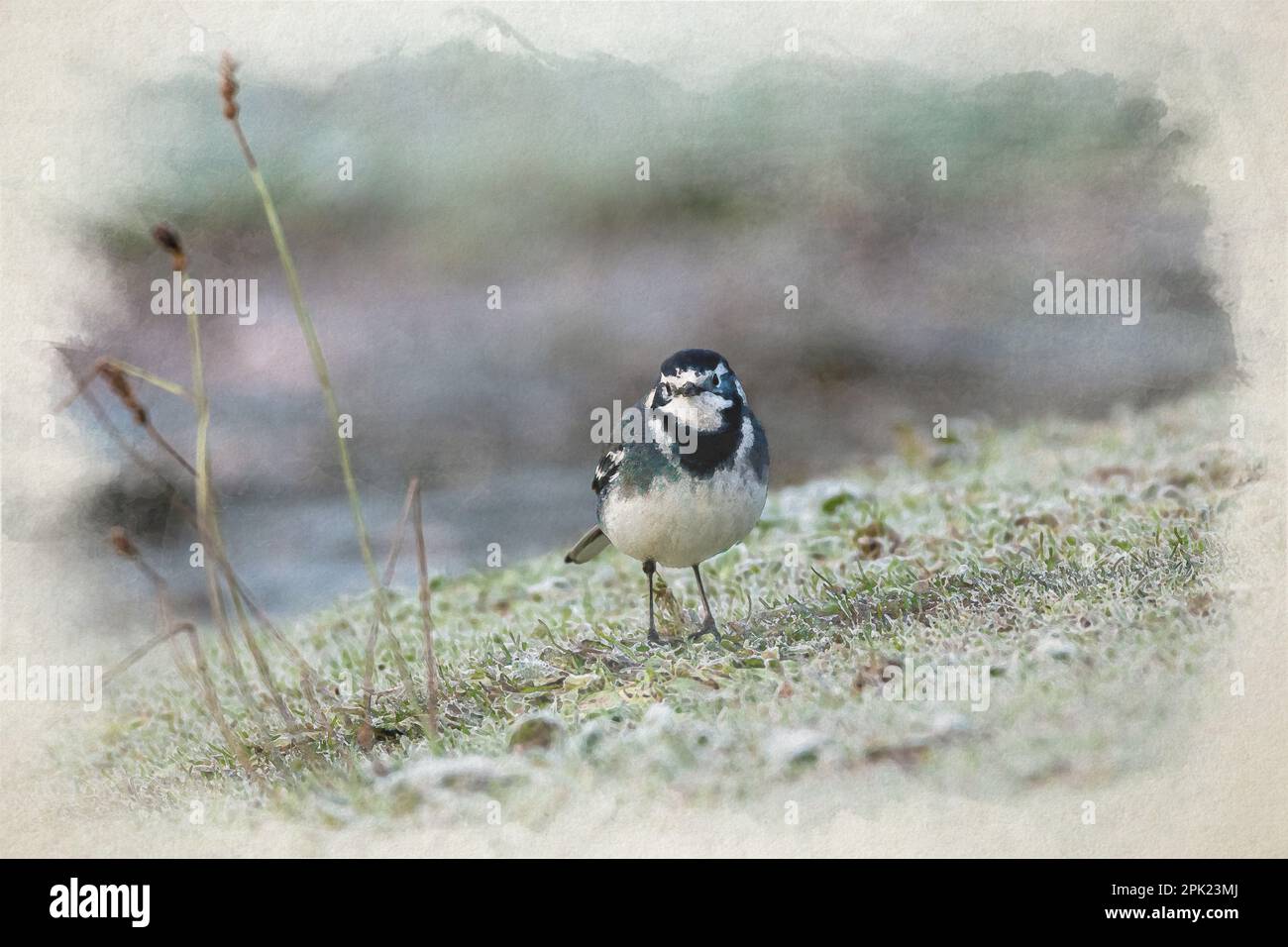Dipinto digitale ad acquerello, Motacilla Alba Yarrellii su pascoli congelati durante l'inverno britannico. Foto Stock