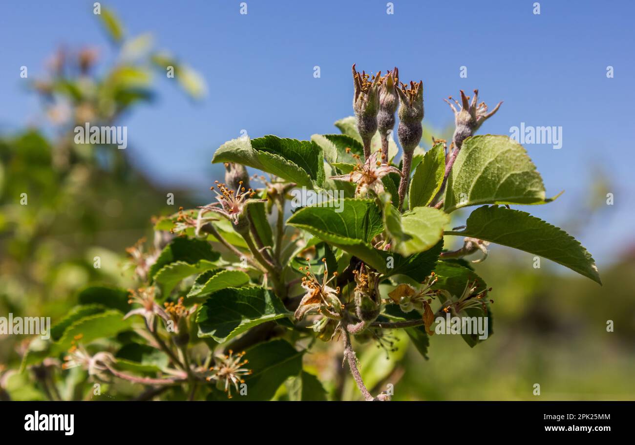 il melo è sbiadito. Al posto dei fiori apparvero mele non mature Foto Stock