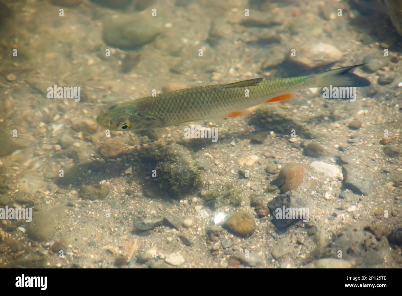 un gregge di pesci nuota nell'acqua del lago sulla secca Foto Stock