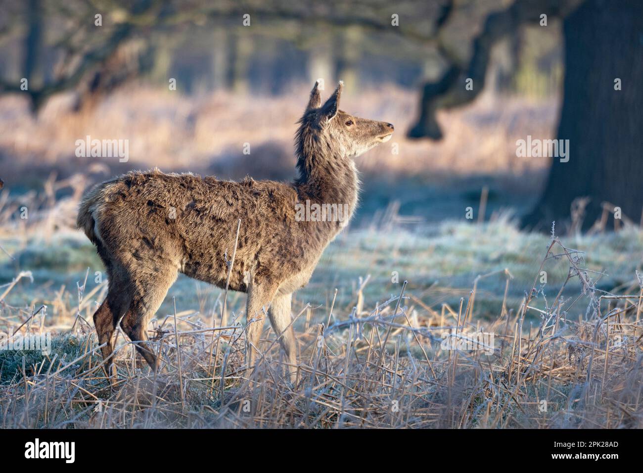 Doe Deer sniffing aria in primavera per un compagno all'inizio di aprile con pelliccia ancora in muffa Foto Stock