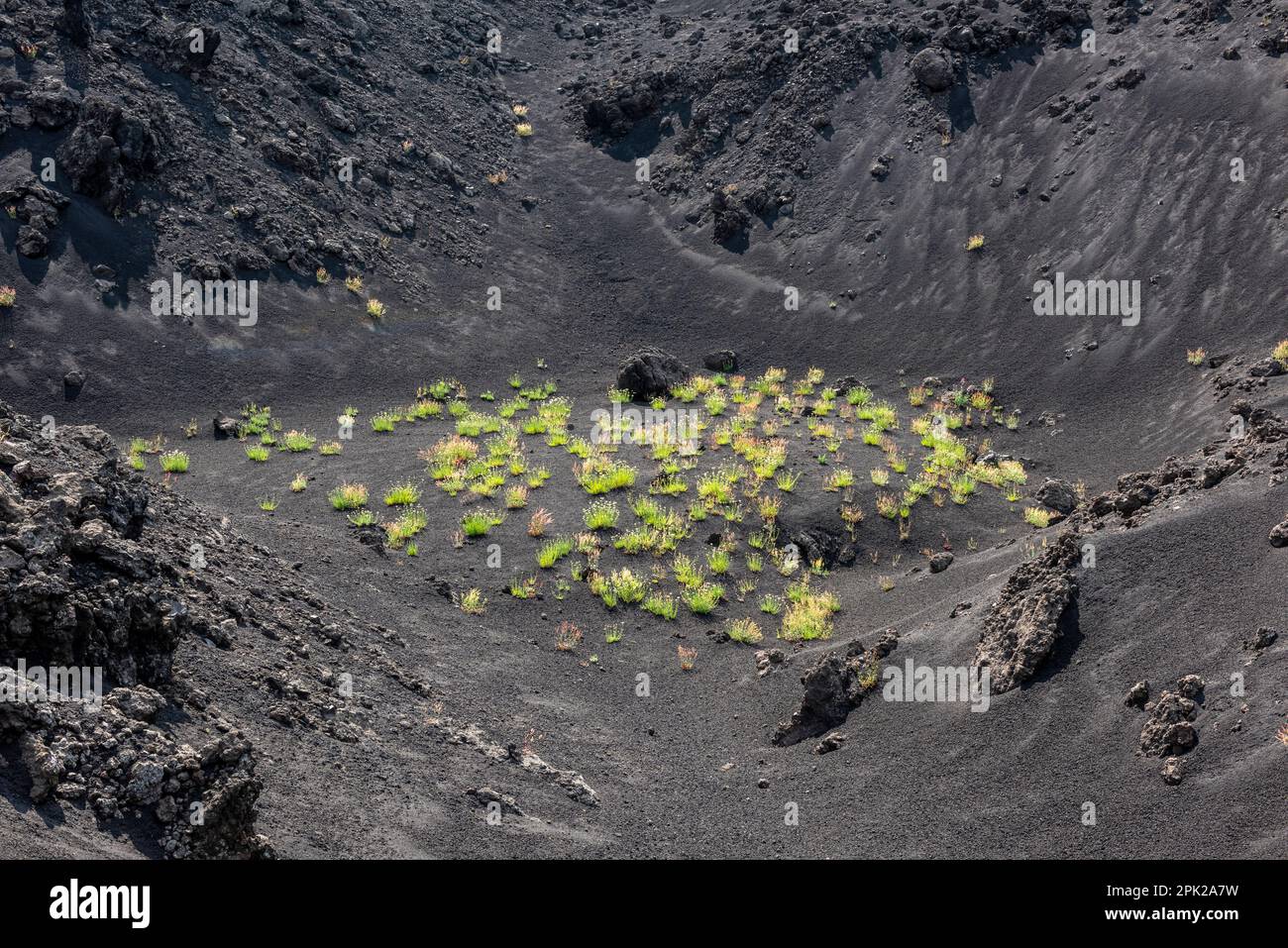 Monte Etna Sorrel (Rumex scutatus aetnensis) cresce sulle ceneri vulcaniche nella desolata Valle del Bove, alta sul famoso vulcano siciliano Foto Stock