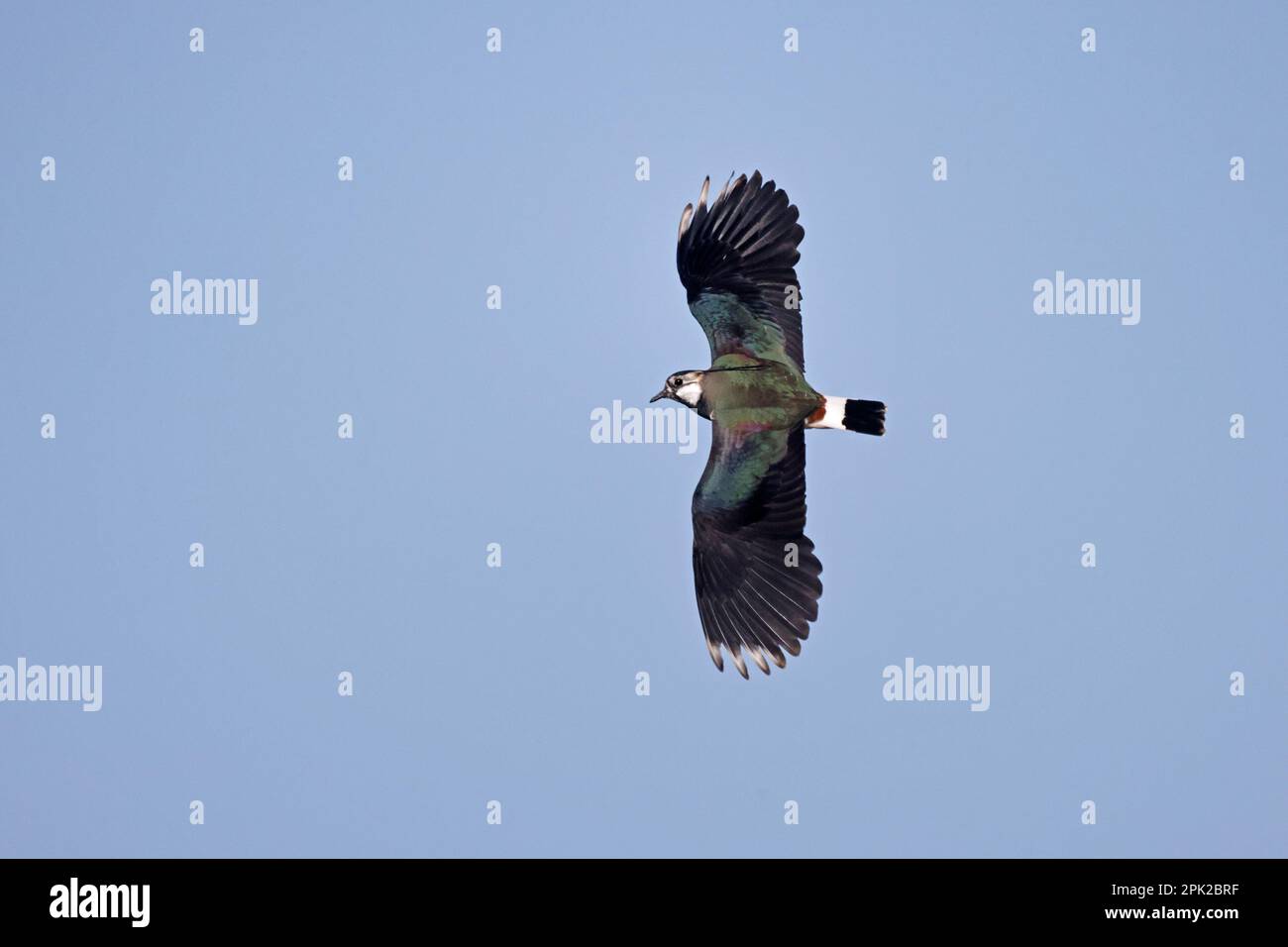 In volo a Cley Marshes Norfolk Foto Stock