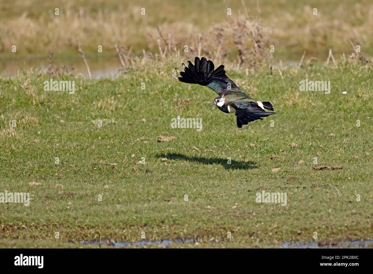 In volo a Cley Marshes Norfolk Foto Stock