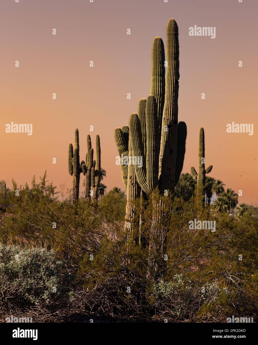 Un cactus di Saguaro si trova sullo sfondo di altri Saguaros che si stagliano contro un cielo fitto Foto Stock