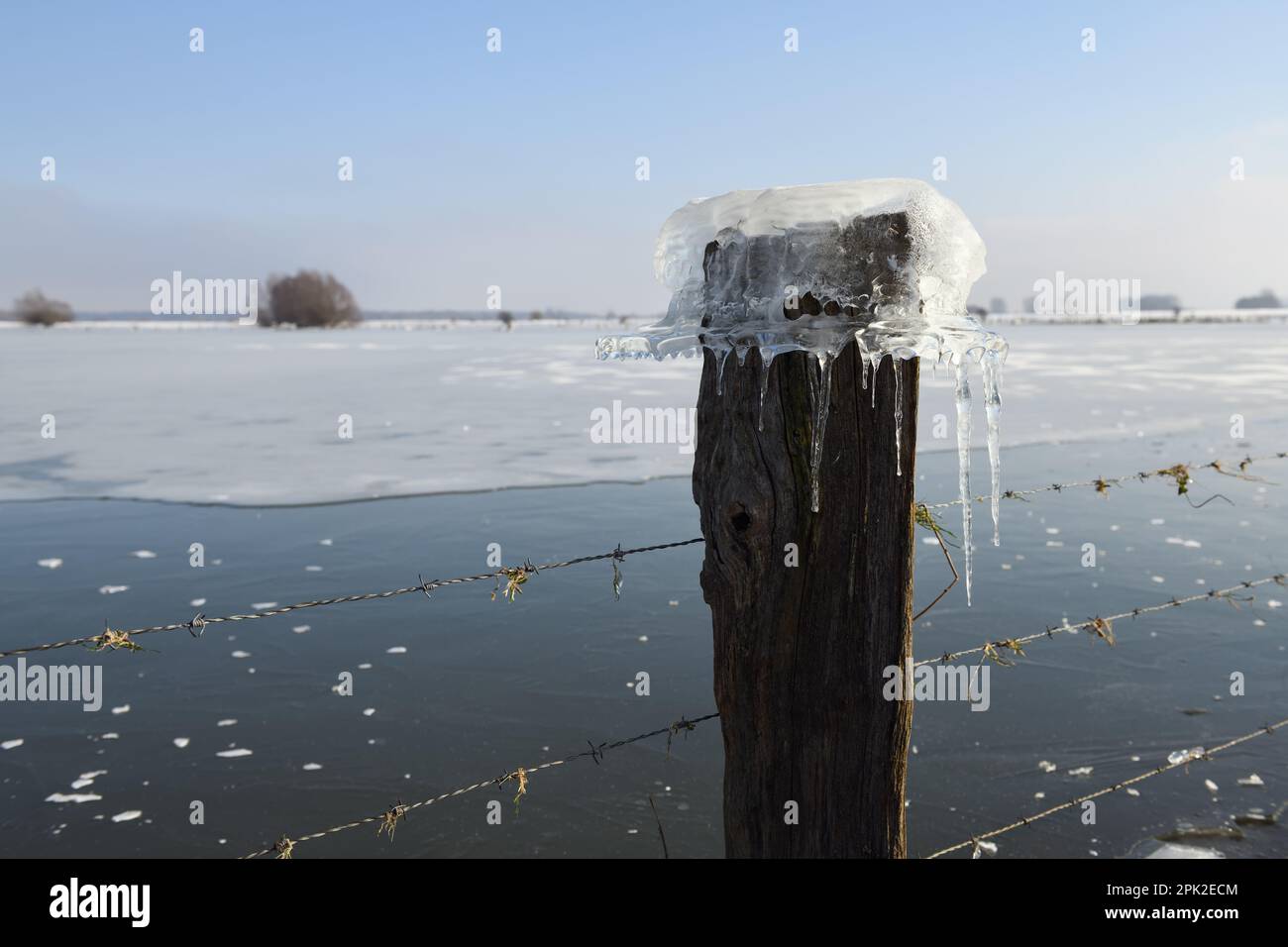 Tappo di ghiaccio su un palo di recinzione... Formazione di ghiaccio (alluvione invernale 2020/2021 ), Bislicher Insel, Xanten, Germania a temperature estremamente basse per la regione Foto Stock
