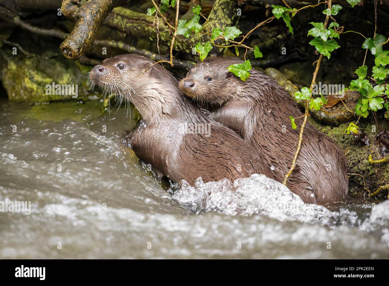 LE IMMAGINI CARINE mostrano due amici della lontra che hanno un tempo di gala che gioca dentro e intorno all'acqua del fiume Frome in Stroud Foto Stock