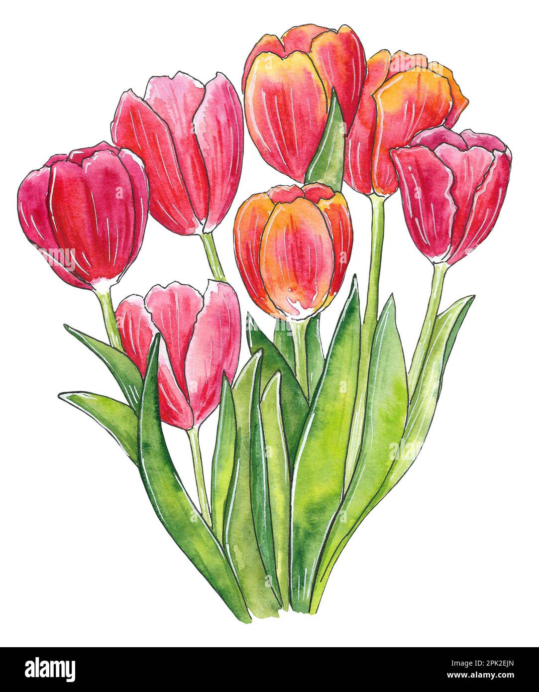 Pittura di tulipani rossi Immagini senza sfondo e Foto Stock ritagliate -  Alamy