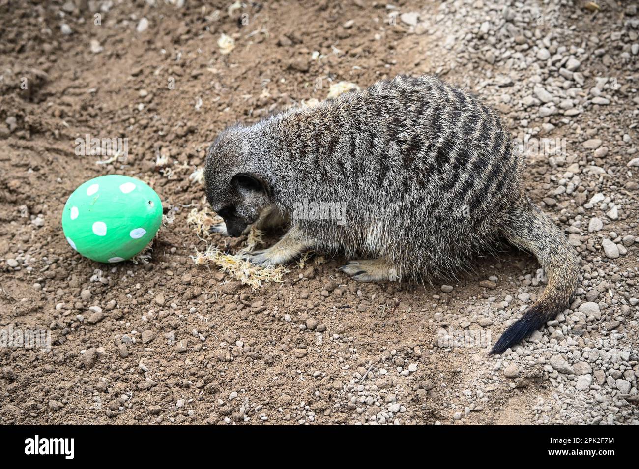 London Zoo, Londra, Regno Unito. 5th Apr, 2023. PHOTOCALL: Le tigri di Sumatran giocose, i meerkat e le scimmie dello scoiattolo godono uovo-citement - foraging e caccia per le uova, proprio come i bambini che godono della conservazione zoo-normous Egg Hunt. I cuccioli di tigre Sumatran, di nove mesi, criticamente minacciati, Crispin e Zac, annienteranno un sentiero profumato alla cannella lasciato dagli zokeeper prima di usare i loro artigli affilati per strappare le enormi uova di macchinetta della carta, mentre la folla di meerkat si forgerà tra sabbia e rocce per le loro uova, piene di criceti. Credit: Vedi li/Picture Capital/Alamy Live News Foto Stock