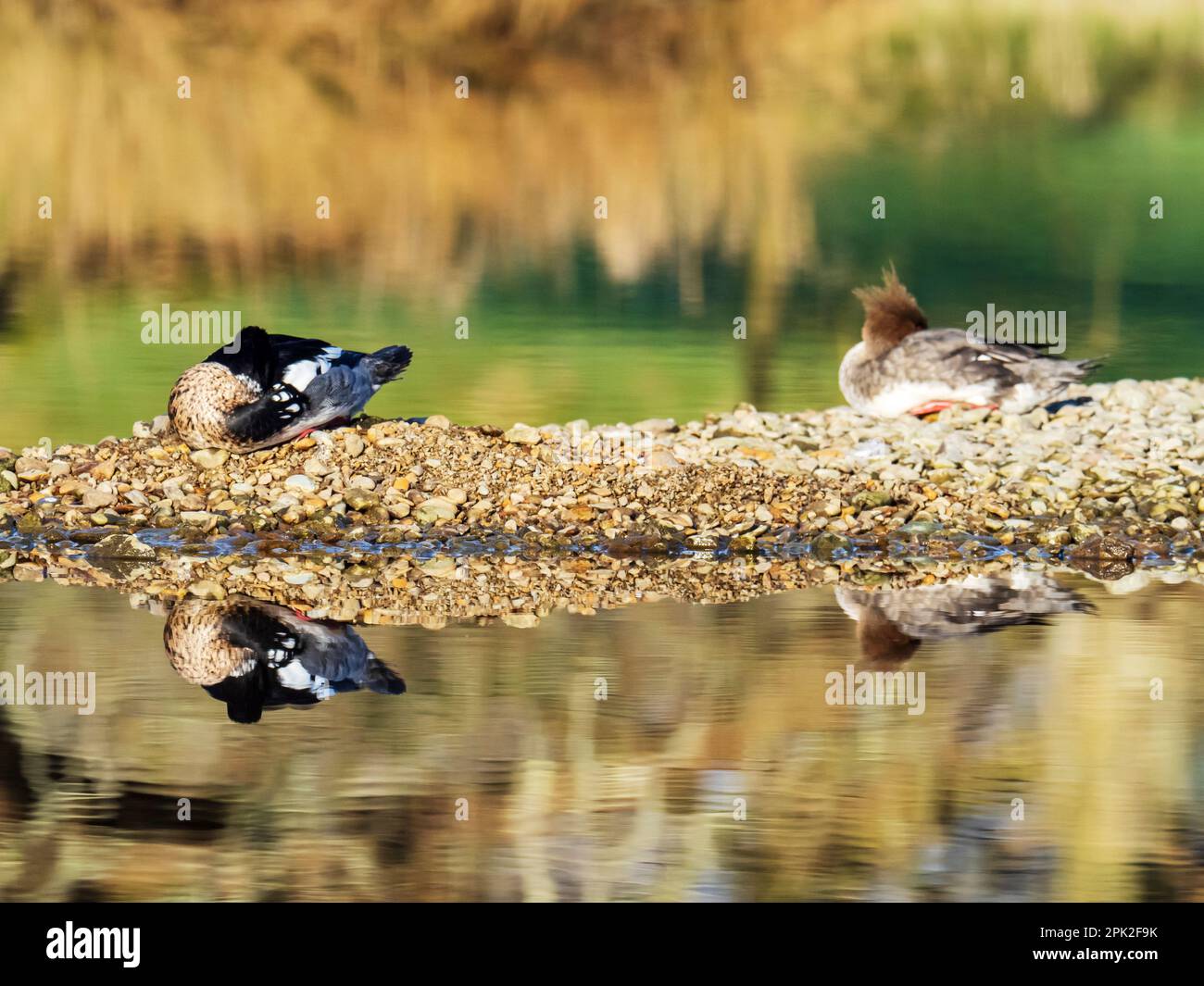 Un paio di Red Breasted Merganser, serrator Mergus, sul fiume Brathay ad Ambleside, Lake District, Regno Unito. Foto Stock