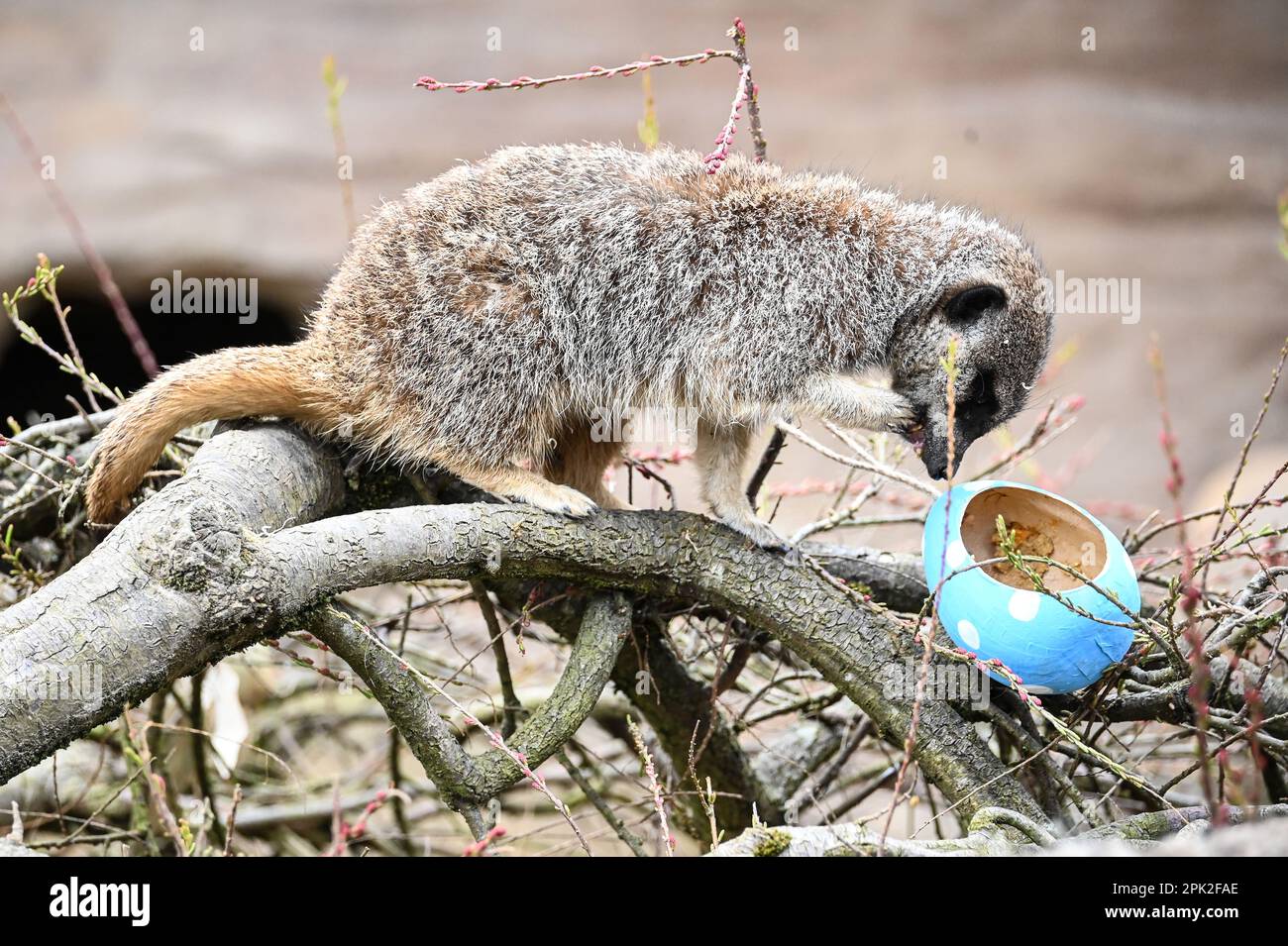 London Zoo, Londra, Regno Unito. 5th Apr, 2023. PHOTOCALL: Le tigri di Sumatran giocose, i meerkat e le scimmie dello scoiattolo godono uovo-citement - foraging e caccia per le uova, proprio come i bambini che godono della conservazione zoo-normous Egg Hunt. I cuccioli di tigre Sumatran, di nove mesi, criticamente minacciati, Crispin e Zac, annienteranno un sentiero profumato alla cannella lasciato dagli zokeeper prima di usare i loro artigli affilati per strappare le enormi uova di macchinetta della carta, mentre la folla di meerkat si forgerà tra sabbia e rocce per le loro uova, piene di criceti. Credit: Vedi li/Picture Capital/Alamy Live News Foto Stock