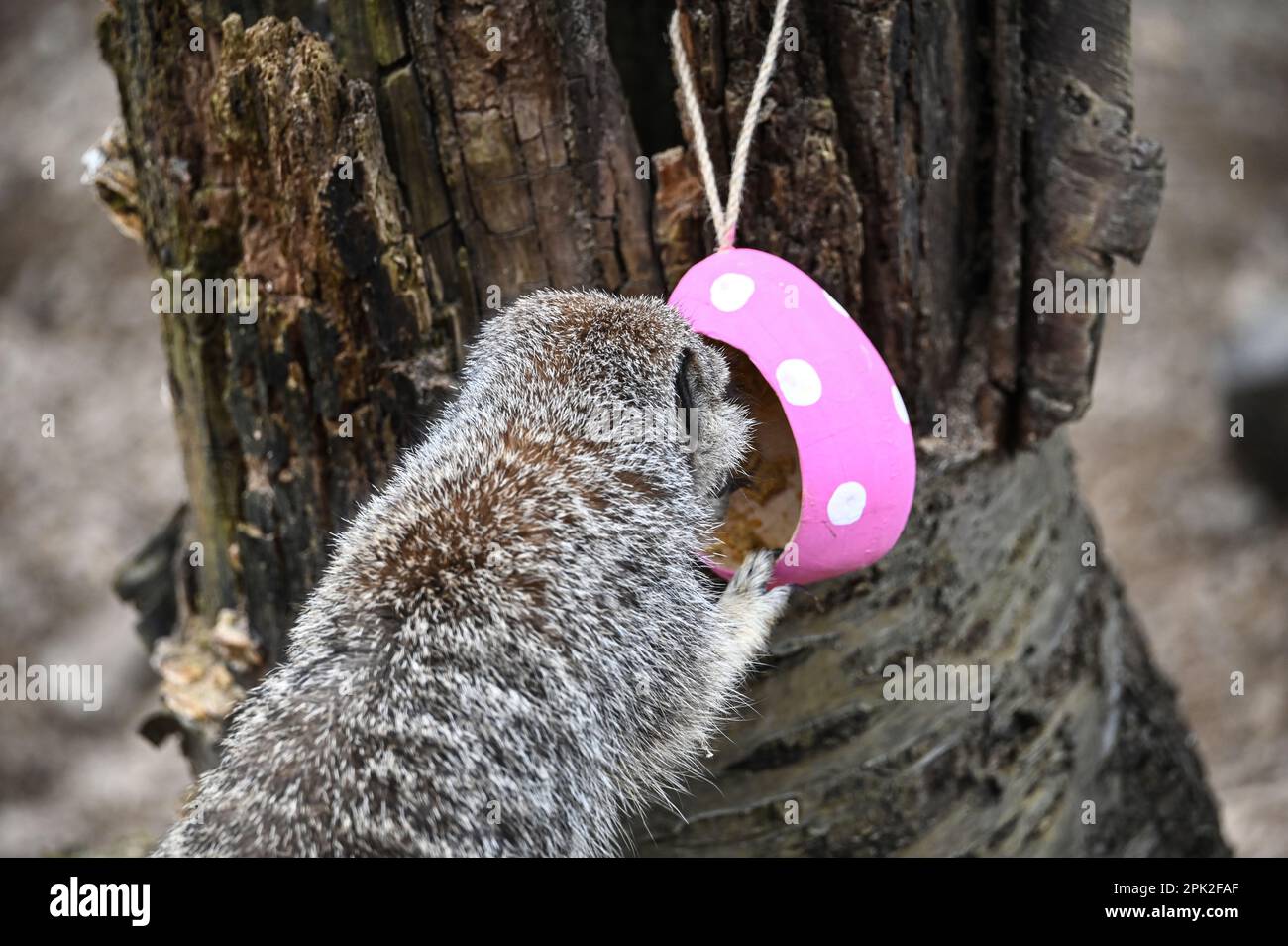 London Zoo, Londra, Regno Unito. 5th Apr, 2023. PHOTOCALL: Le tigri di Sumatran giocose, i meerkat e le scimmie dello scoiattolo godono uovo-citement - foraging e caccia per le uova, proprio come i bambini che godono della conservazione zoo-normous Egg Hunt. I cuccioli di tigre Sumatran, di nove mesi, criticamente minacciati, Crispin e Zac, annienteranno un sentiero profumato alla cannella lasciato dagli zokeeper prima di usare i loro artigli affilati per strappare le enormi uova di macchinetta della carta, mentre la folla di meerkat si forgerà tra sabbia e rocce per le loro uova, piene di criceti. Credit: Vedi li/Picture Capital/Alamy Live News Foto Stock