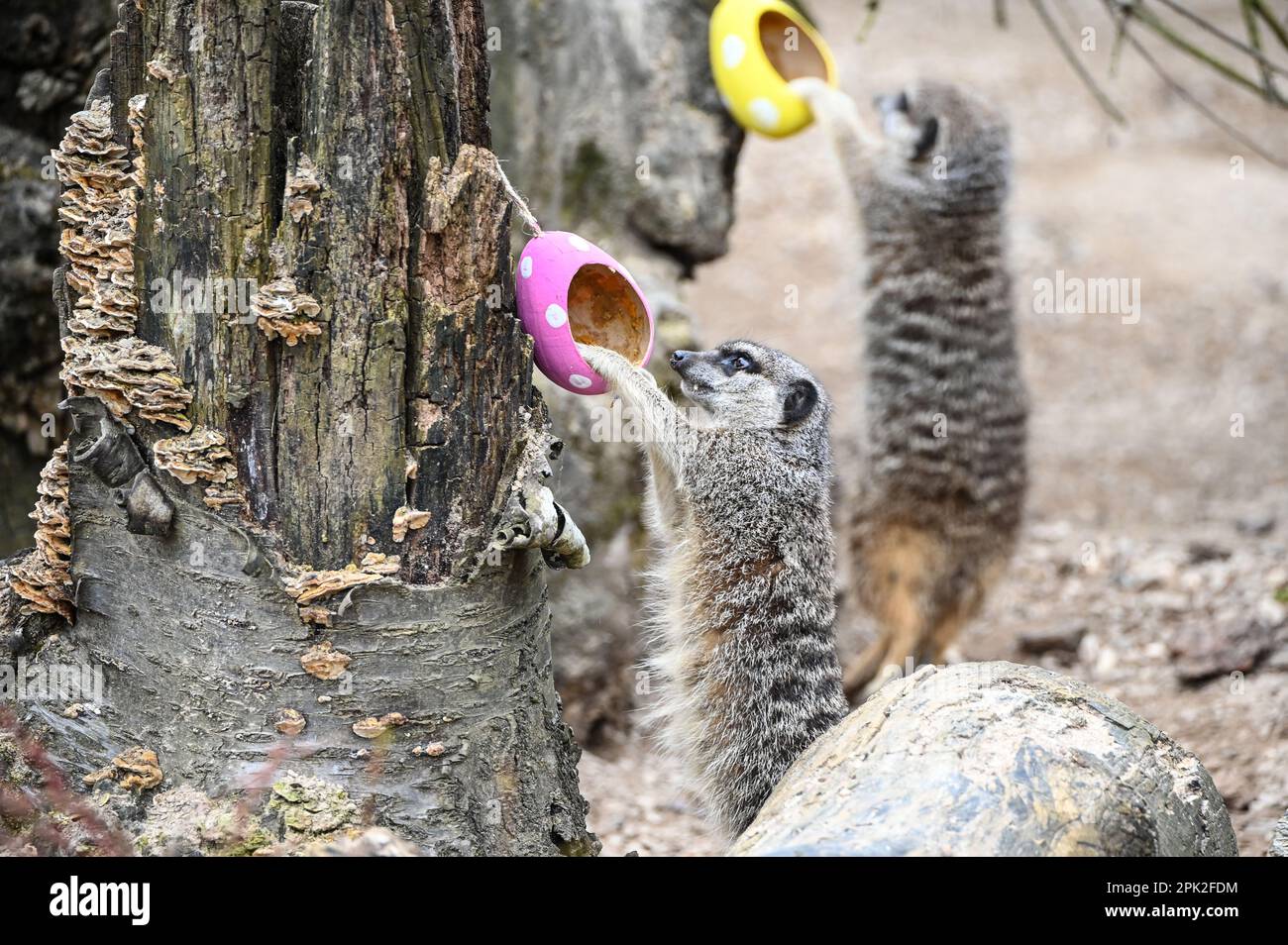 London Zoo, Londra, Regno Unito. 5th Apr, 2023. PHOTOCALL: Le tigri di Sumatran giocose, i meerkat e le scimmie dello scoiattolo godono uovo-citement - foraging e caccia per le uova, proprio come i bambini che godono della conservazione zoo-normous Egg Hunt. I cuccioli di tigre Sumatran, di nove mesi, criticamente minacciati, Crispin e Zac, annienteranno un sentiero profumato alla cannella lasciato dagli zokeeper prima di usare i loro artigli affilati per strappare le enormi uova di macchinetta della carta, mentre la folla di meerkat si forgerà tra sabbia e rocce per le loro uova, piene di criceti. Credit: Vedi li/Picture Capital/Alamy Live News Foto Stock