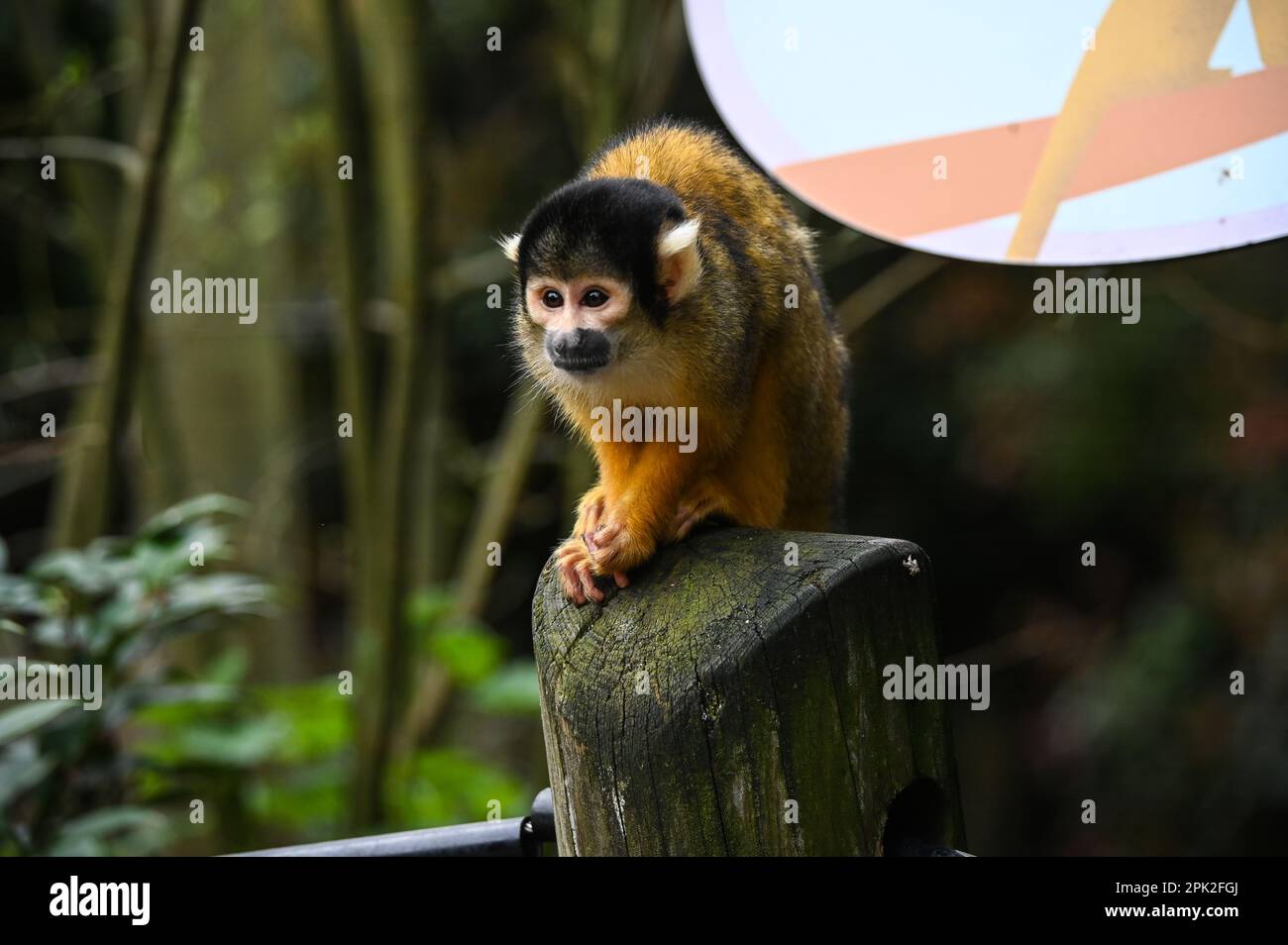 London Zoo, Londra, Regno Unito. 5th Apr, 2023. PHOTOCALL: Le tigri di Sumatran giocose, i meerkat e le scimmie dello scoiattolo godono uovo-citement - foraging e caccia per le uova, proprio come i bambini che godono della conservazione zoo-normous Egg Hunt. I cuccioli di tigre Sumatran, di nove mesi, criticamente minacciati, Crispin e Zac, annienteranno un sentiero profumato alla cannella lasciato dagli zokeeper prima di usare i loro artigli affilati per strappare le enormi uova di macchinetta della carta, mentre la folla di meerkat si forgerà tra sabbia e rocce per le loro uova, piene di criceti. Credit: Vedi li/Picture Capital/Alamy Live News Foto Stock