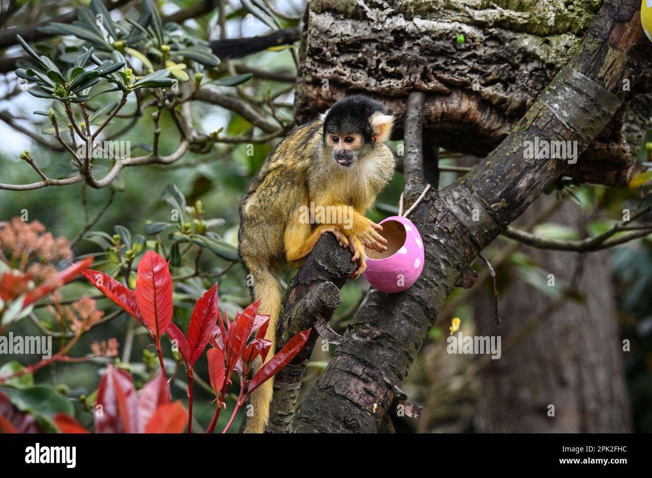 London Zoo, Londra, Regno Unito. 5th Apr, 2023. PHOTOCALL: Le tigri di Sumatran giocose, i meerkat e le scimmie dello scoiattolo godono uovo-citement - foraging e caccia per le uova, proprio come i bambini che godono della conservazione zoo-normous Egg Hunt. I cuccioli di tigre Sumatran, di nove mesi, criticamente minacciati, Crispin e Zac, annienteranno un sentiero profumato alla cannella lasciato dagli zokeeper prima di usare i loro artigli affilati per strappare le enormi uova di macchinetta della carta, mentre la folla di meerkat si forgerà tra sabbia e rocce per le loro uova, piene di criceti. Credit: Vedi li/Picture Capital/Alamy Live News Foto Stock