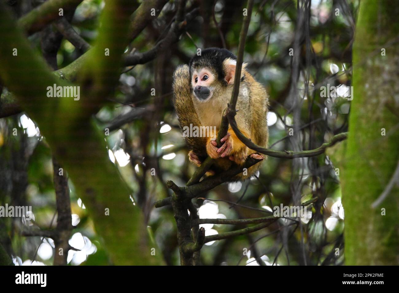 London Zoo, Londra, Regno Unito. 5th Apr, 2023. PHOTOCALL: Le tigri di Sumatran giocose, i meerkat e le scimmie dello scoiattolo godono uovo-citement - foraging e caccia per le uova, proprio come i bambini che godono della conservazione zoo-normous Egg Hunt. I cuccioli di tigre Sumatran, di nove mesi, criticamente minacciati, Crispin e Zac, annienteranno un sentiero profumato alla cannella lasciato dagli zokeeper prima di usare i loro artigli affilati per strappare le enormi uova di macchinetta della carta, mentre la folla di meerkat si forgerà tra sabbia e rocce per le loro uova, piene di criceti. Credit: Vedi li/Picture Capital/Alamy Live News Foto Stock