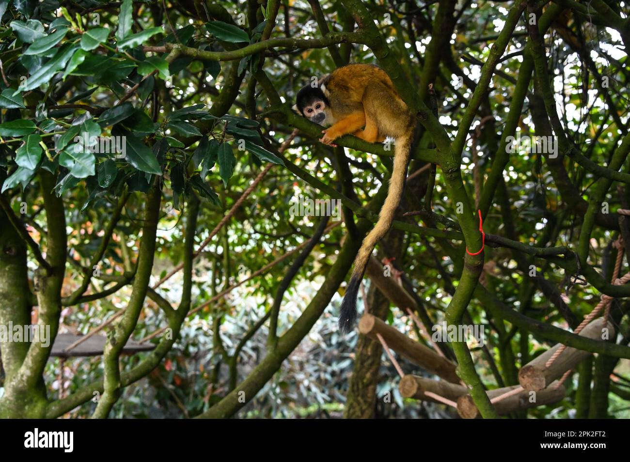 London Zoo, Londra, Regno Unito. 5th Apr, 2023. PHOTOCALL: Le tigri di Sumatran giocose, i meerkat e le scimmie dello scoiattolo godono uovo-citement - foraging e caccia per le uova, proprio come i bambini che godono della conservazione zoo-normous Egg Hunt. I cuccioli di tigre Sumatran, di nove mesi, criticamente minacciati, Crispin e Zac, annienteranno un sentiero profumato alla cannella lasciato dagli zokeeper prima di usare i loro artigli affilati per strappare le enormi uova di macchinetta della carta, mentre la folla di meerkat si forgerà tra sabbia e rocce per le loro uova, piene di criceti. Credit: Vedi li/Picture Capital/Alamy Live News Foto Stock