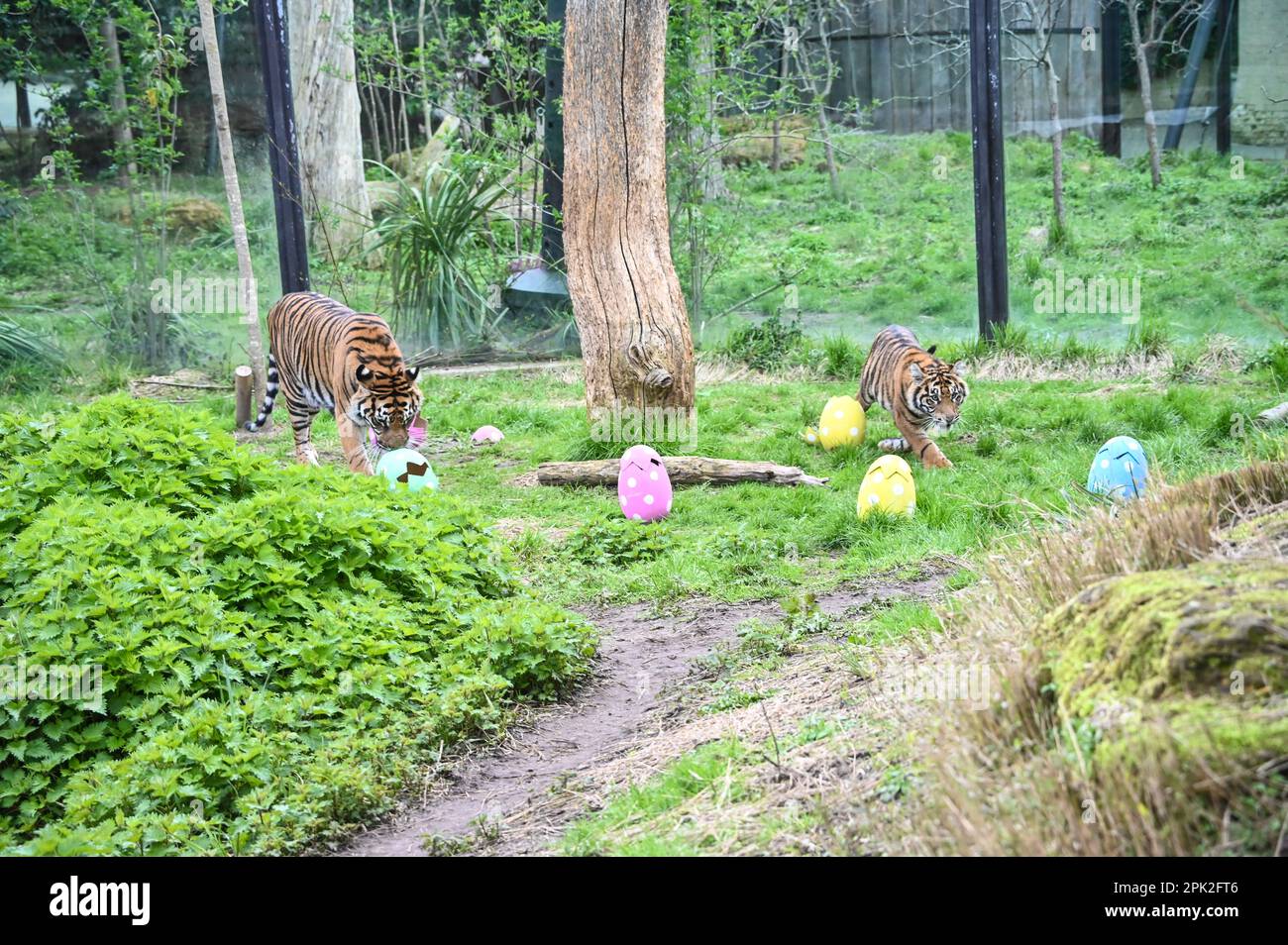 London Zoo, Londra, Regno Unito. 5th Apr, 2023. PHOTOCALL: Le tigri di Sumatran giocose, i meerkat e le scimmie dello scoiattolo godono uovo-citement - foraging e caccia per le uova, proprio come i bambini che godono della conservazione zoo-normous Egg Hunt. I cuccioli di tigre Sumatran, di nove mesi, criticamente minacciati, Crispin e Zac, annienteranno un sentiero profumato alla cannella lasciato dagli zokeeper prima di usare i loro artigli affilati per strappare le enormi uova di macchinetta della carta, mentre la folla di meerkat si forgerà tra sabbia e rocce per le loro uova, piene di criceti. Credit: Vedi li/Picture Capital/Alamy Live News Foto Stock