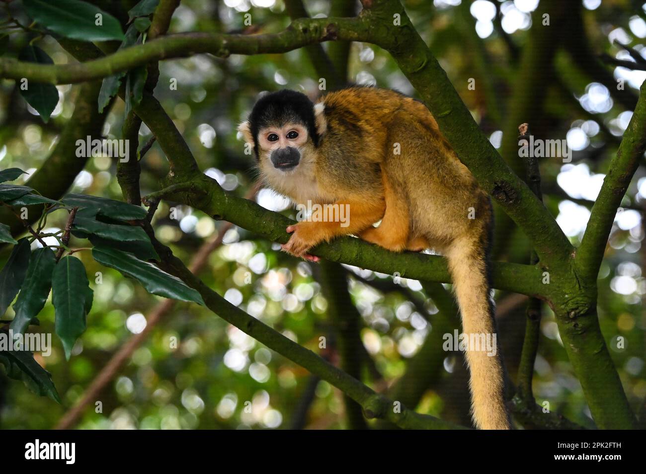 London Zoo, Londra, Regno Unito. 5th Apr, 2023. PHOTOCALL: Le tigri di Sumatran giocose, i meerkat e le scimmie dello scoiattolo godono uovo-citement - foraging e caccia per le uova, proprio come i bambini che godono della conservazione zoo-normous Egg Hunt. I cuccioli di tigre Sumatran, di nove mesi, criticamente minacciati, Crispin e Zac, annienteranno un sentiero profumato alla cannella lasciato dagli zokeeper prima di usare i loro artigli affilati per strappare le enormi uova di macchinetta della carta, mentre la folla di meerkat si forgerà tra sabbia e rocce per le loro uova, piene di criceti. Credit: Vedi li/Picture Capital/Alamy Live News Foto Stock