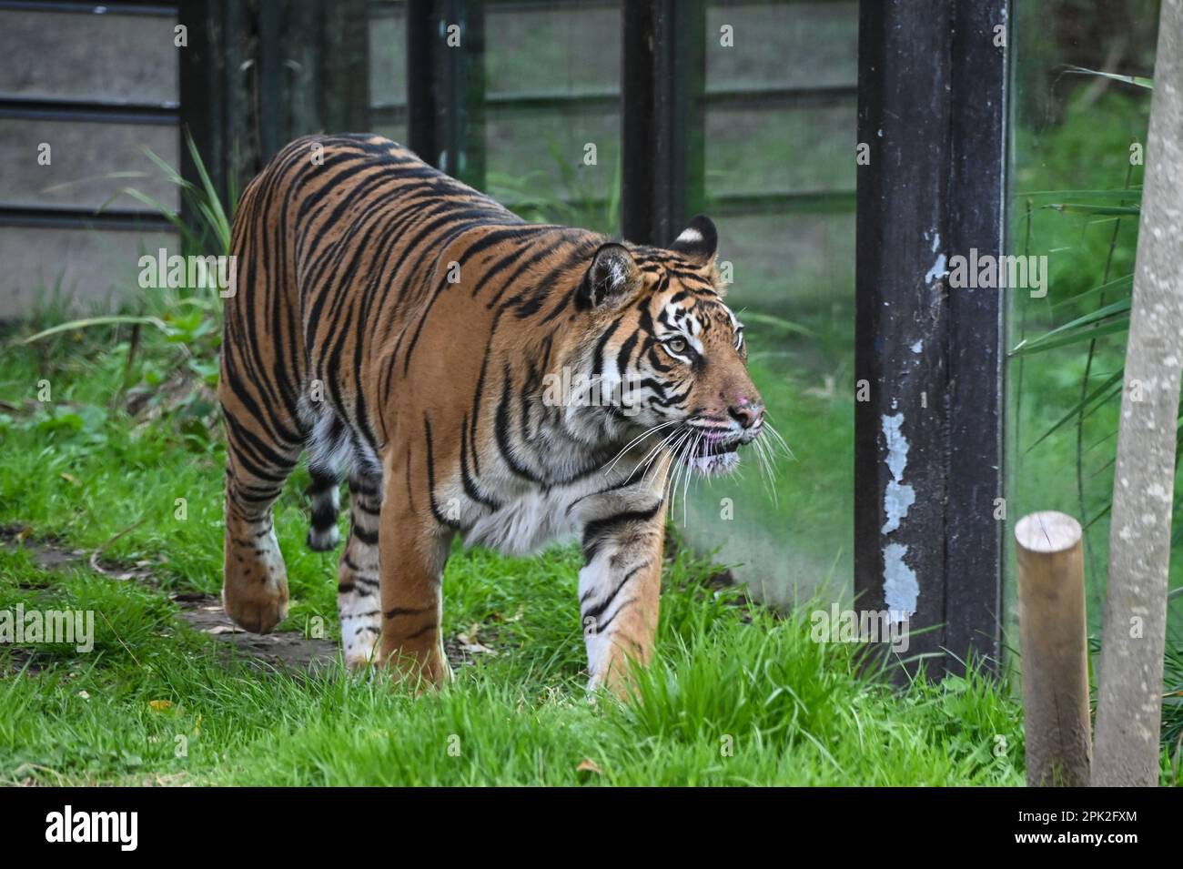 London Zoo, Londra, Regno Unito. 5th Apr, 2023. PHOTOCALL: Le tigri di Sumatran giocose, i meerkat e le scimmie dello scoiattolo godono uovo-citement - foraging e caccia per le uova, proprio come i bambini che godono della conservazione zoo-normous Egg Hunt. I cuccioli di tigre Sumatran, di nove mesi, criticamente minacciati, Crispin e Zac, annienteranno un sentiero profumato alla cannella lasciato dagli zokeeper prima di usare i loro artigli affilati per strappare le enormi uova di macchinetta della carta, mentre la folla di meerkat si forgerà tra sabbia e rocce per le loro uova, piene di criceti. Credit: Vedi li/Picture Capital/Alamy Live News Foto Stock