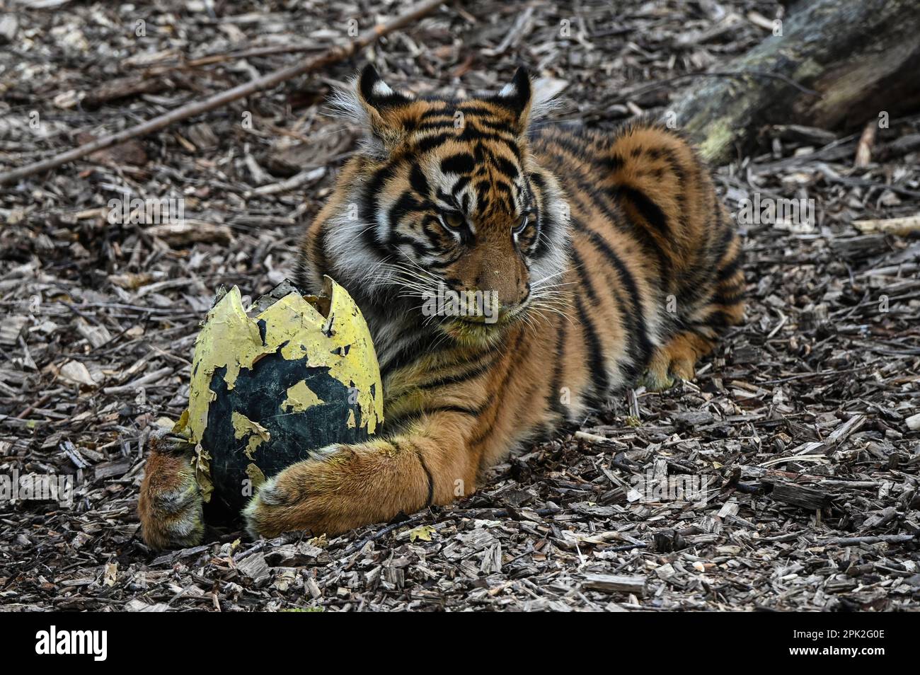 London Zoo, Londra, Regno Unito. 5th Apr, 2023. PHOTOCALL: Le tigri di Sumatran giocose, i meerkat e le scimmie dello scoiattolo godono uovo-citement - foraging e caccia per le uova, proprio come i bambini che godono della conservazione zoo-normous Egg Hunt. I cuccioli di tigre Sumatran, di nove mesi, criticamente minacciati, Crispin e Zac, annienteranno un sentiero profumato alla cannella lasciato dagli zokeeper prima di usare i loro artigli affilati per strappare le enormi uova di macchinetta della carta, mentre la folla di meerkat si forgerà tra sabbia e rocce per le loro uova, piene di criceti. Credit: Vedi li/Picture Capital/Alamy Live News Foto Stock