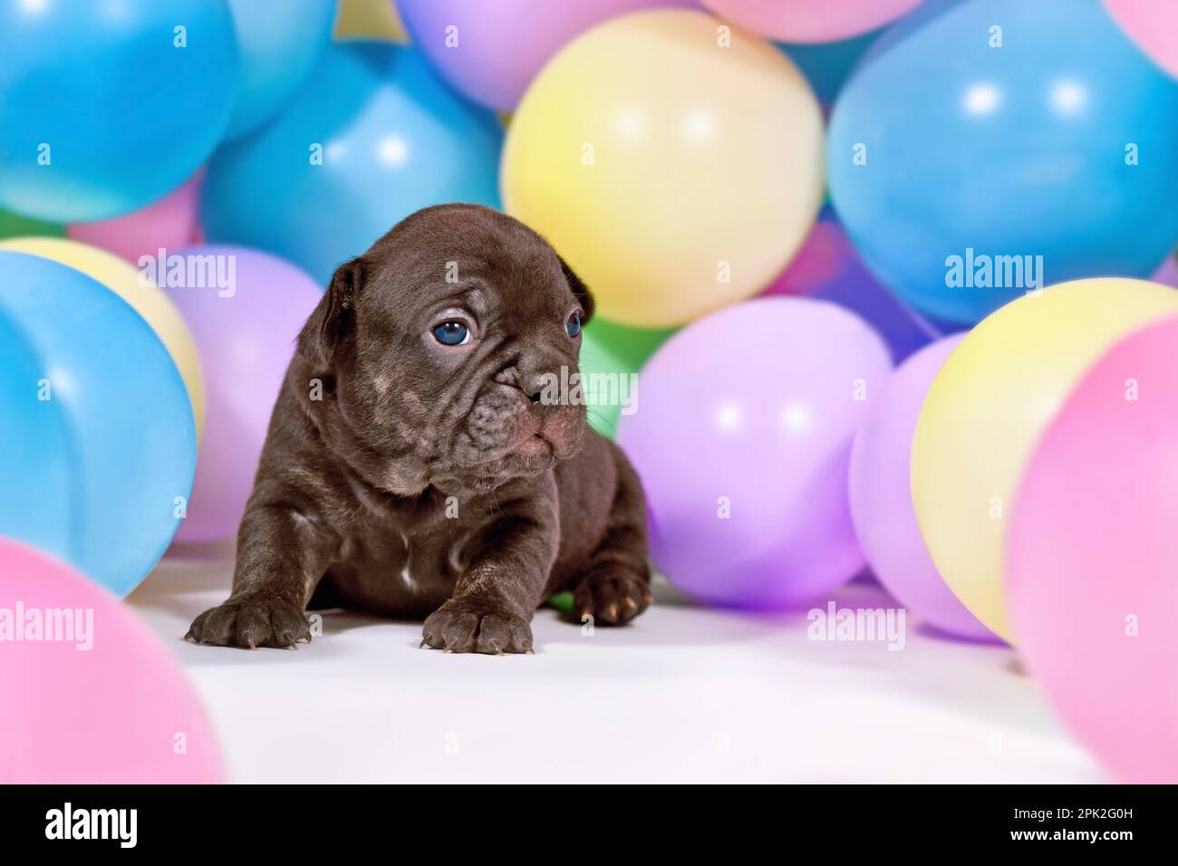 Nero francese Bulldog cane cucciolo tra palloncini colorati Foto Stock