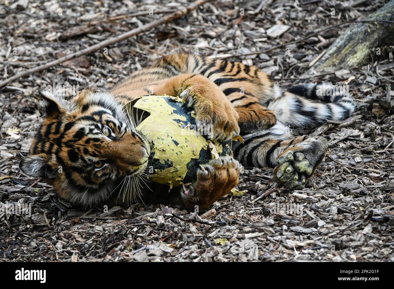 London Zoo, Londra, Regno Unito. 5th Apr, 2023. PHOTOCALL: Le tigri di Sumatran giocose, i meerkat e le scimmie dello scoiattolo godono uovo-citement - foraging e caccia per le uova, proprio come i bambini che godono della conservazione zoo-normous Egg Hunt. I cuccioli di tigre Sumatran, di nove mesi, criticamente minacciati, Crispin e Zac, annienteranno un sentiero profumato alla cannella lasciato dagli zokeeper prima di usare i loro artigli affilati per strappare le enormi uova di macchinetta della carta, mentre la folla di meerkat si forgerà tra sabbia e rocce per le loro uova, piene di criceti. Credit: Vedi li/Picture Capital/Alamy Live News Foto Stock