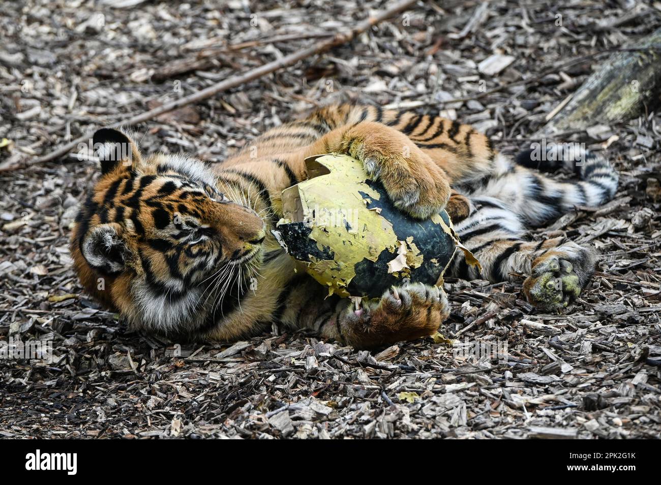 London Zoo, Londra, Regno Unito. 5th Apr, 2023. PHOTOCALL: Le tigri di Sumatran giocose, i meerkat e le scimmie dello scoiattolo godono uovo-citement - foraging e caccia per le uova, proprio come i bambini che godono della conservazione zoo-normous Egg Hunt. I cuccioli di tigre Sumatran, di nove mesi, criticamente minacciati, Crispin e Zac, annienteranno un sentiero profumato alla cannella lasciato dagli zokeeper prima di usare i loro artigli affilati per strappare le enormi uova di macchinetta della carta, mentre la folla di meerkat si forgerà tra sabbia e rocce per le loro uova, piene di criceti. Credit: Vedi li/Picture Capital/Alamy Live News Foto Stock