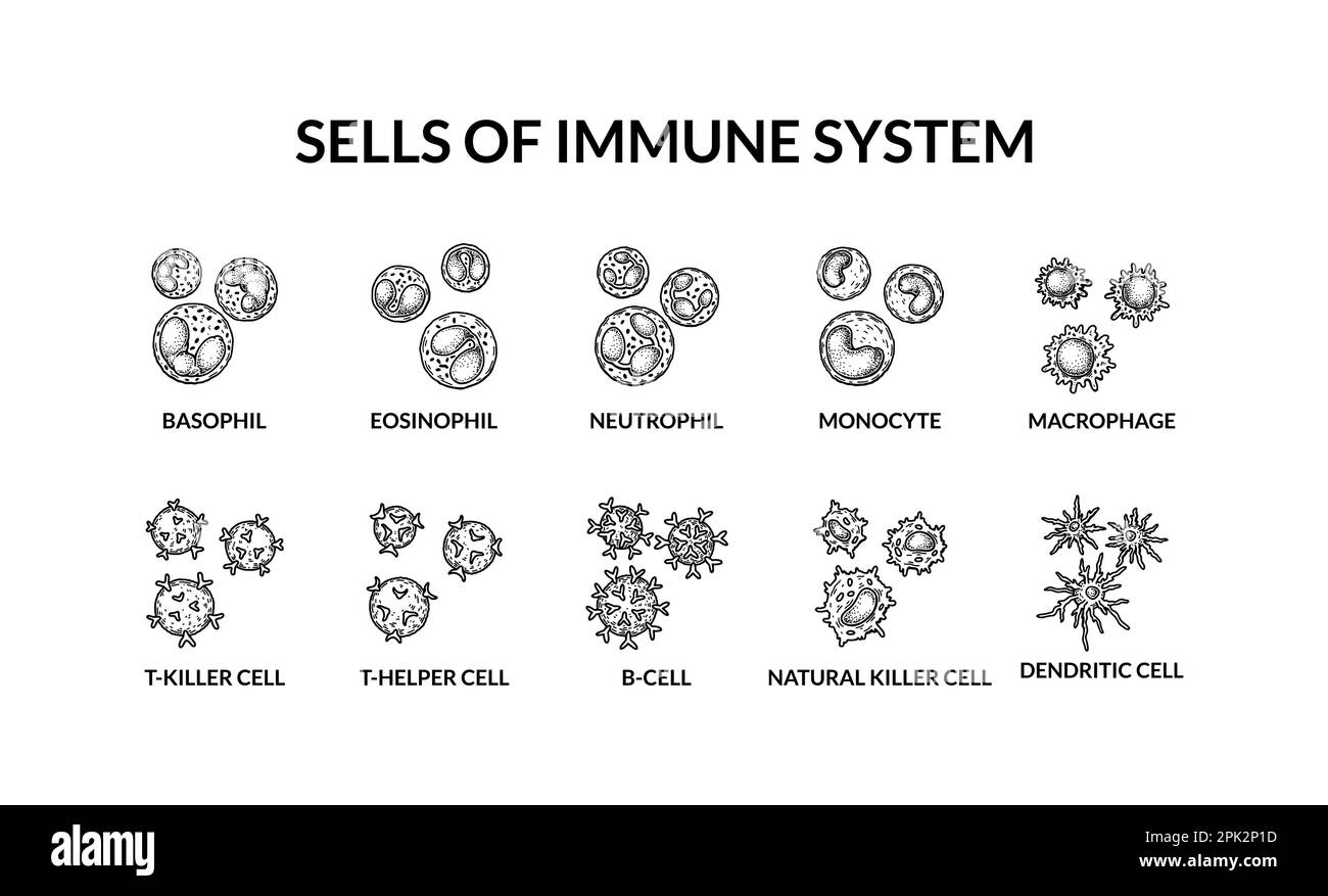 Cellule del sistema immunitario adattivo. Cellule umane con nomi. Illustrazione vettoriale per microbiologia scientifica in stile schizzo. formato dei componenti cellulari del sangue Illustrazione Vettoriale