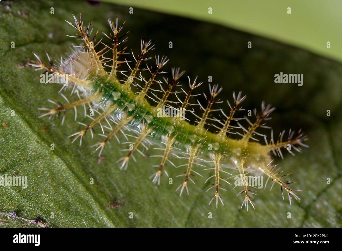 Farfalla larva, Cymothoe coranus Foto Stock