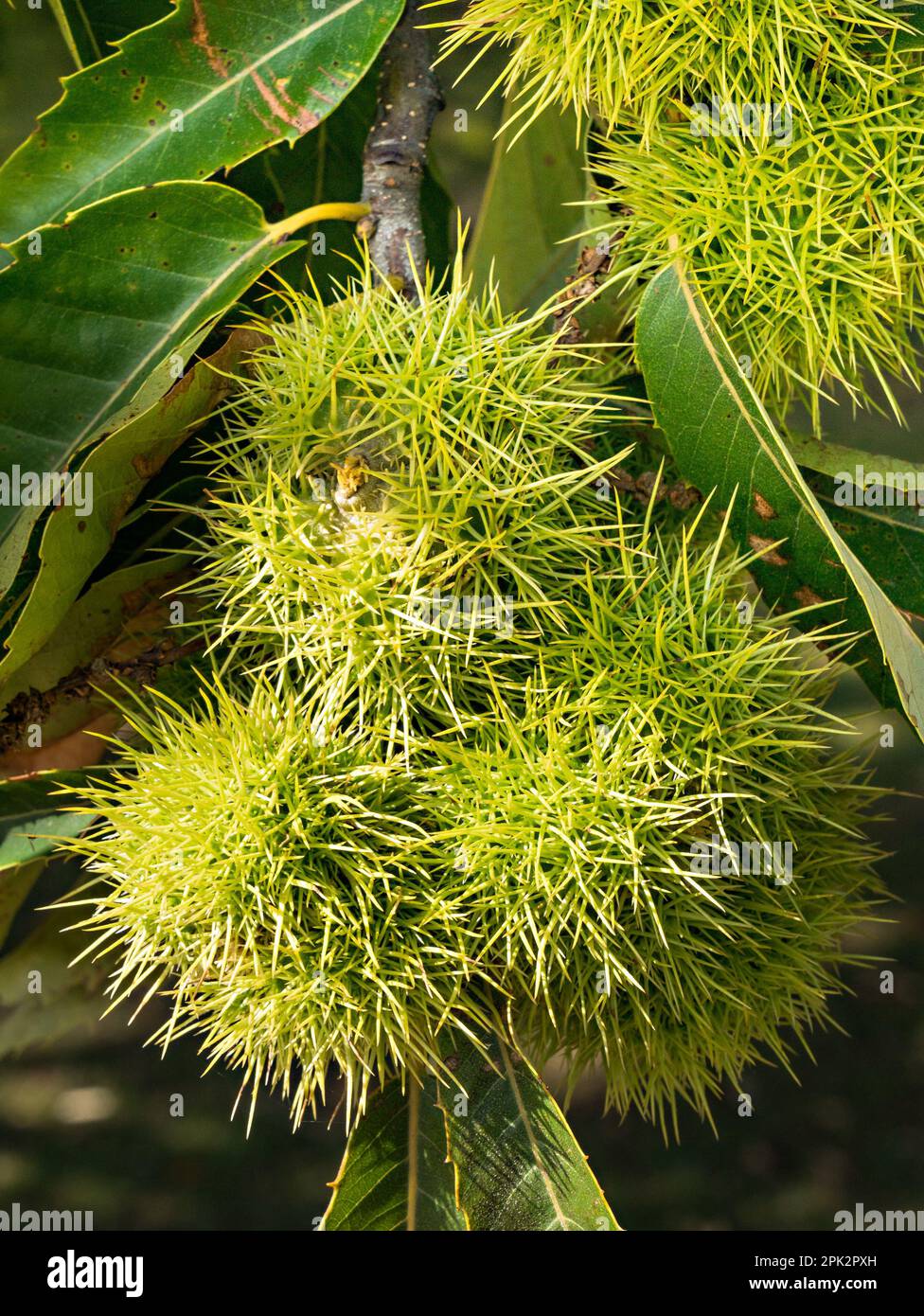 Primo piano dei frutti Spiky Sweet Chestnut (Castanea sativa) che crescono su un albero con foglie a settembre, Bradgate Park Leicestershire, Inghilterra, Regno Unito Foto Stock