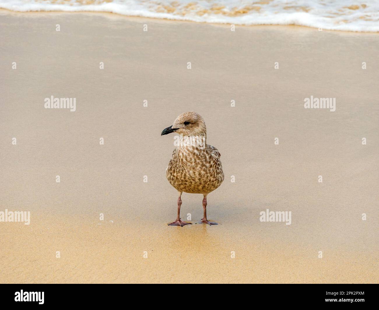 Un gabbiano di aringa europeo giovanile (Larus argentatus) in piedi su una spiaggia sabbiosa, Inghilterra, Regno Unito Foto Stock