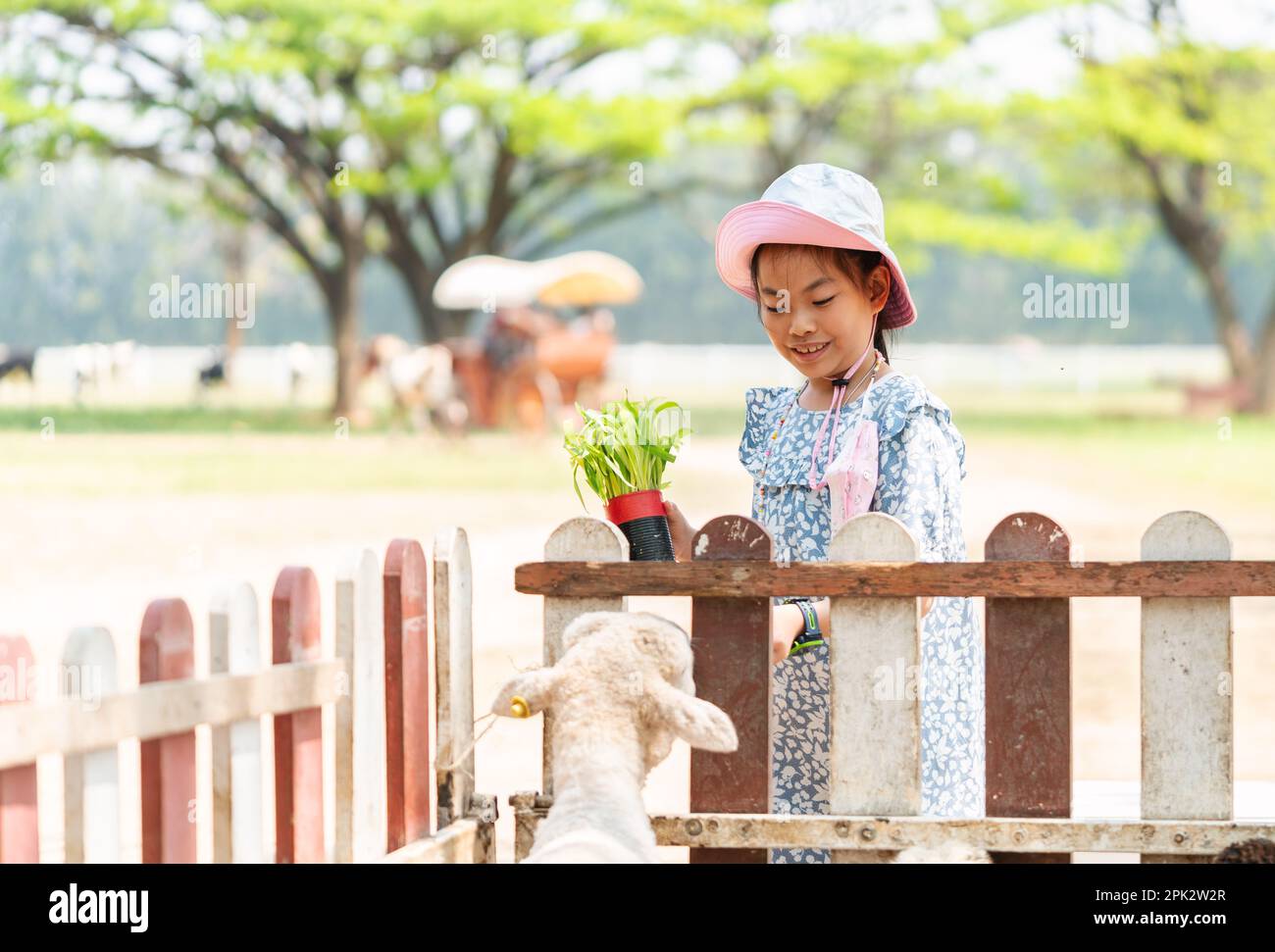 Ragazza bambino asiatico carino che mangia una pecora in fattoria, bambino felice con pecore, sfondo sfocato di ampia zona di fattoria in luce del giorno. Foto Stock