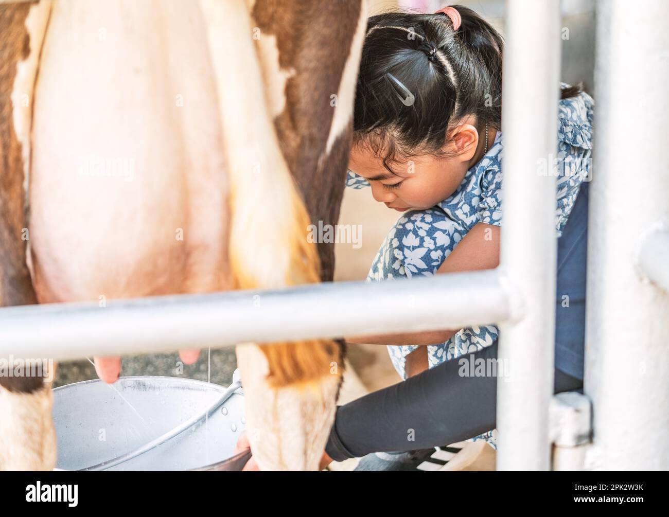 Bambina asiatica mungendo una mucca a mano, una mucca in piedi nel Corral della fattoria, ragazza felice bambino è educata di mungere una mucca. Foto Stock